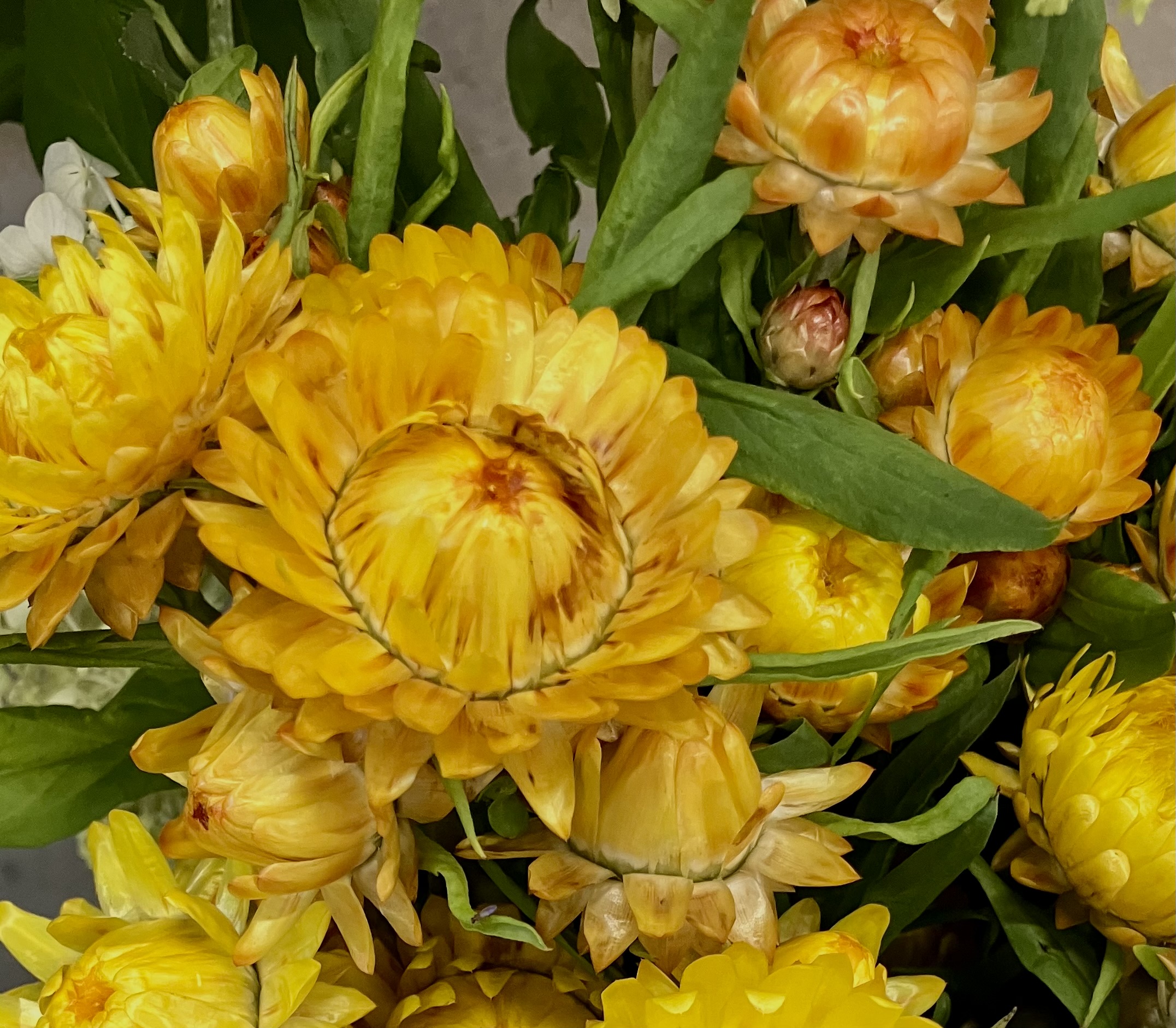XEROCHRYSUM bracteatum King Size Gold