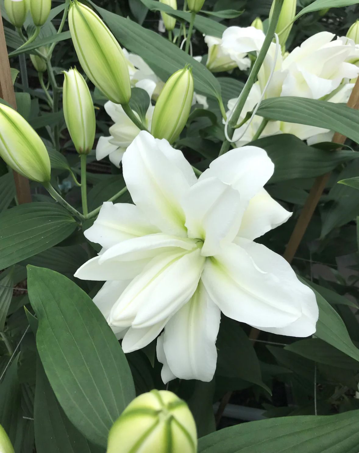 LILIUM x orientalis