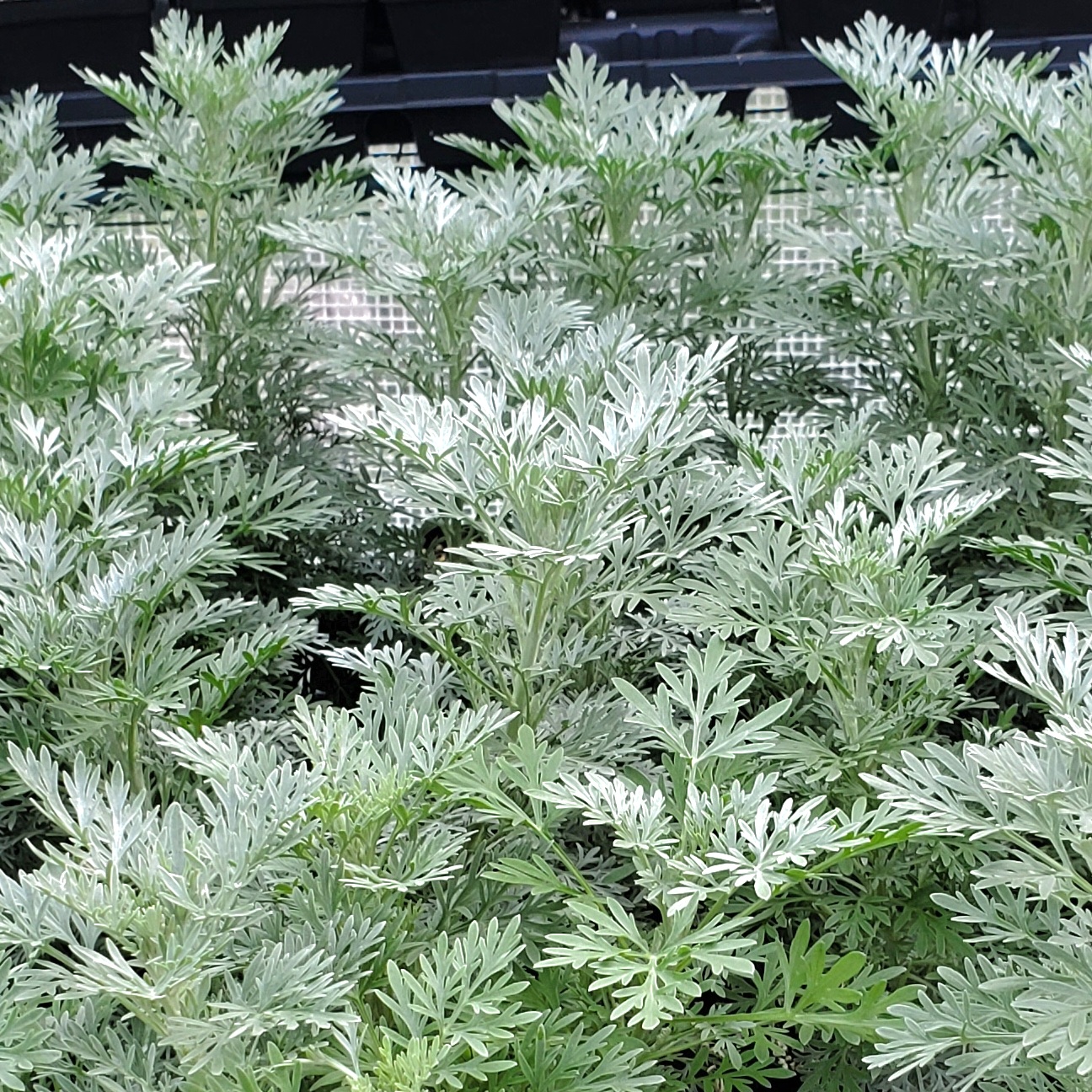 ARTEMISIA x Powis Castle