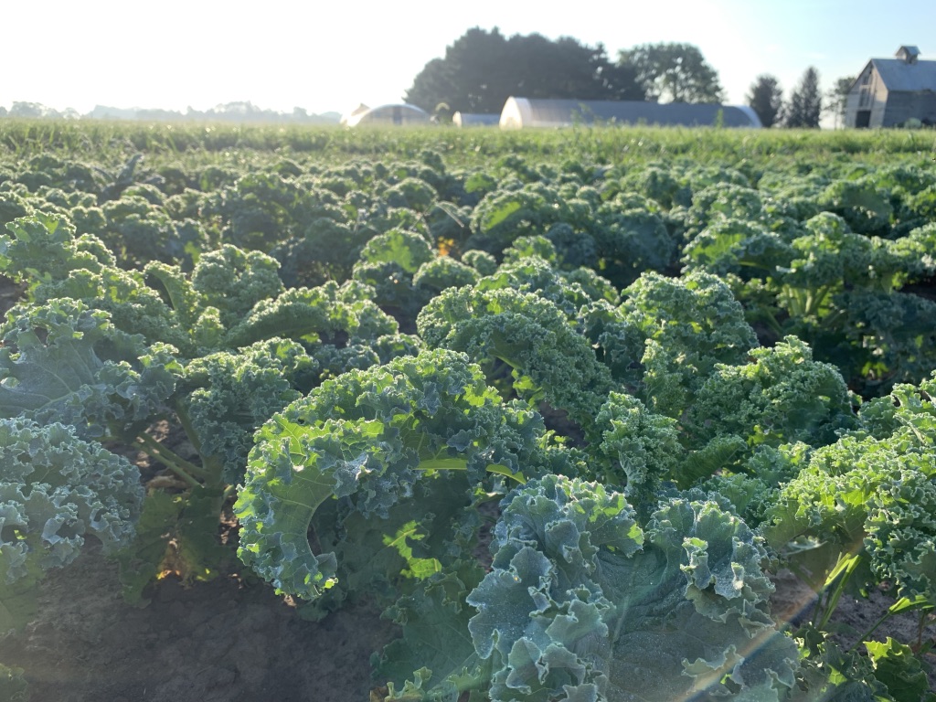 Organic Kale, Green Curly