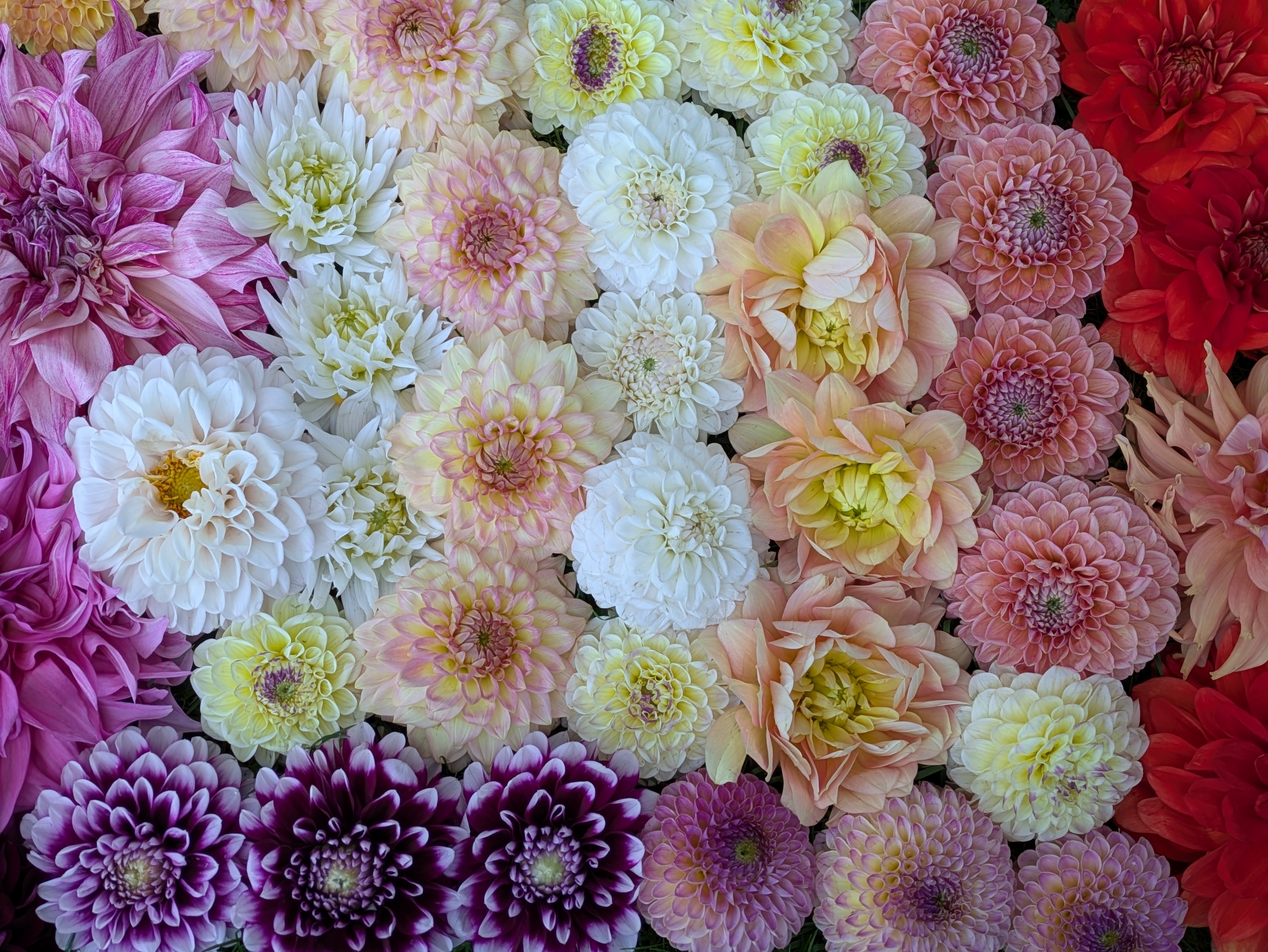Pluviophile Blooms Banner