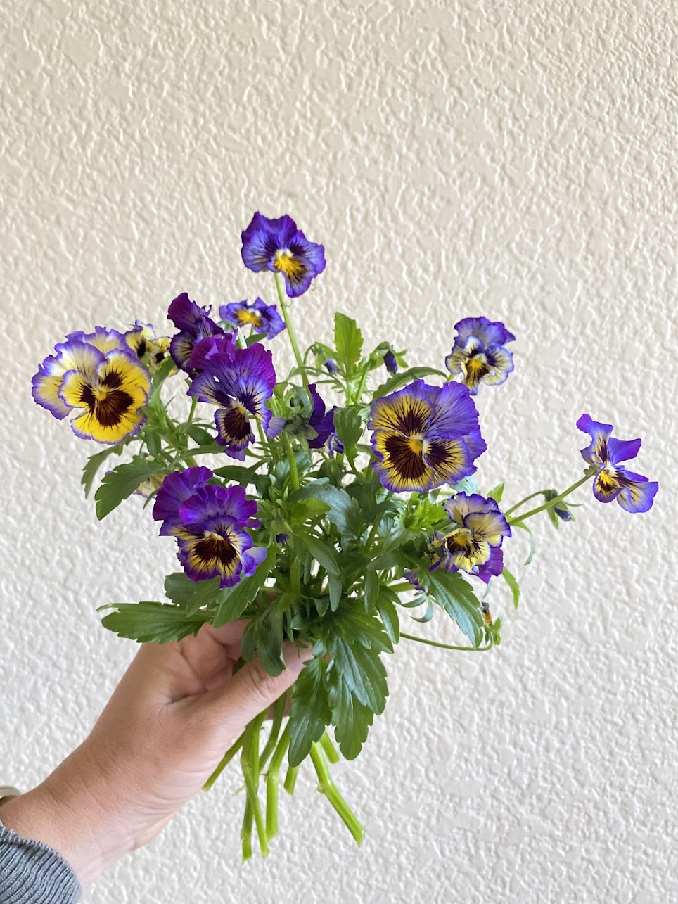 VIOLA x wittrockiana Frizzle Sizzle