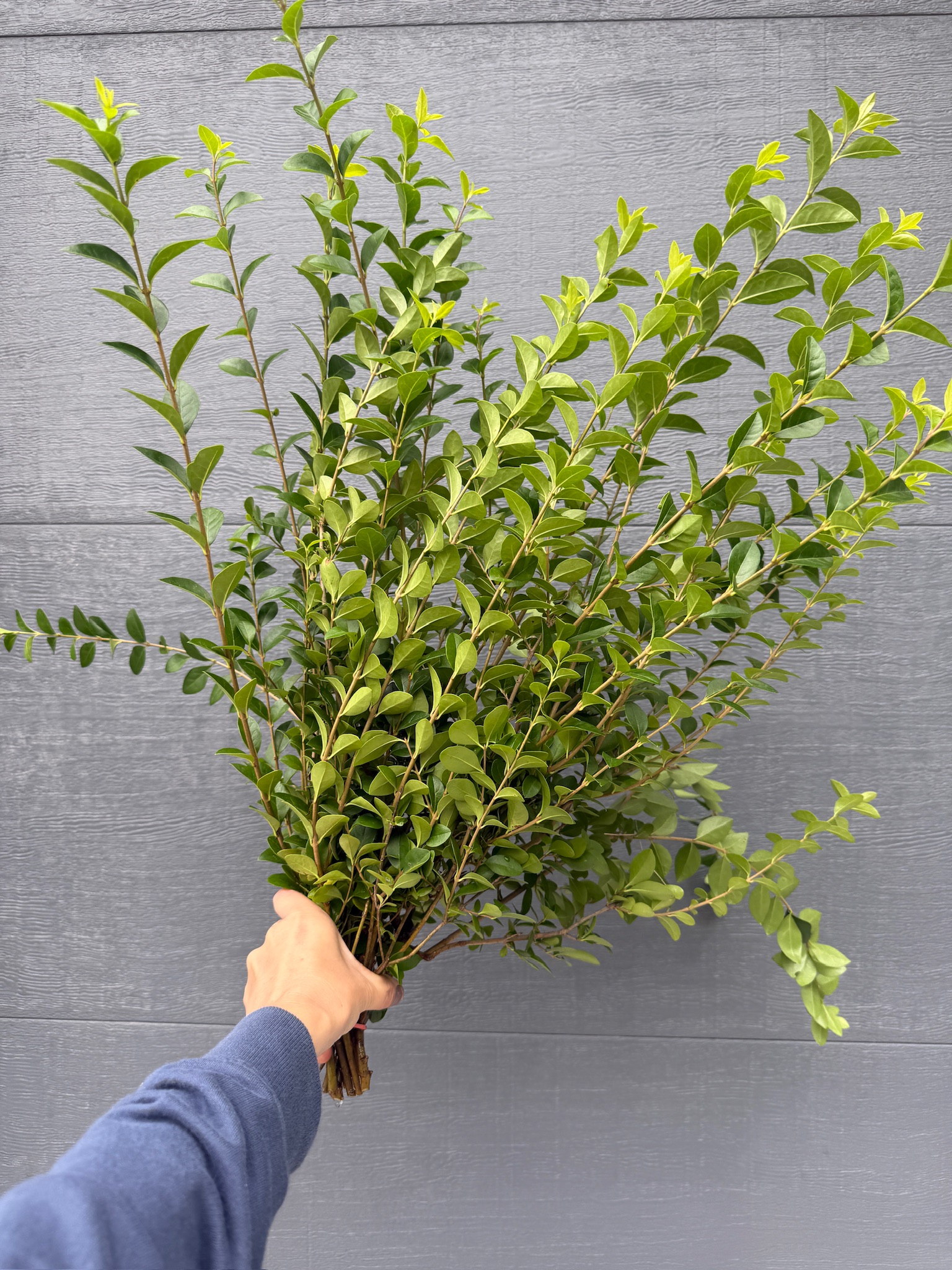 LIGUSTRUM