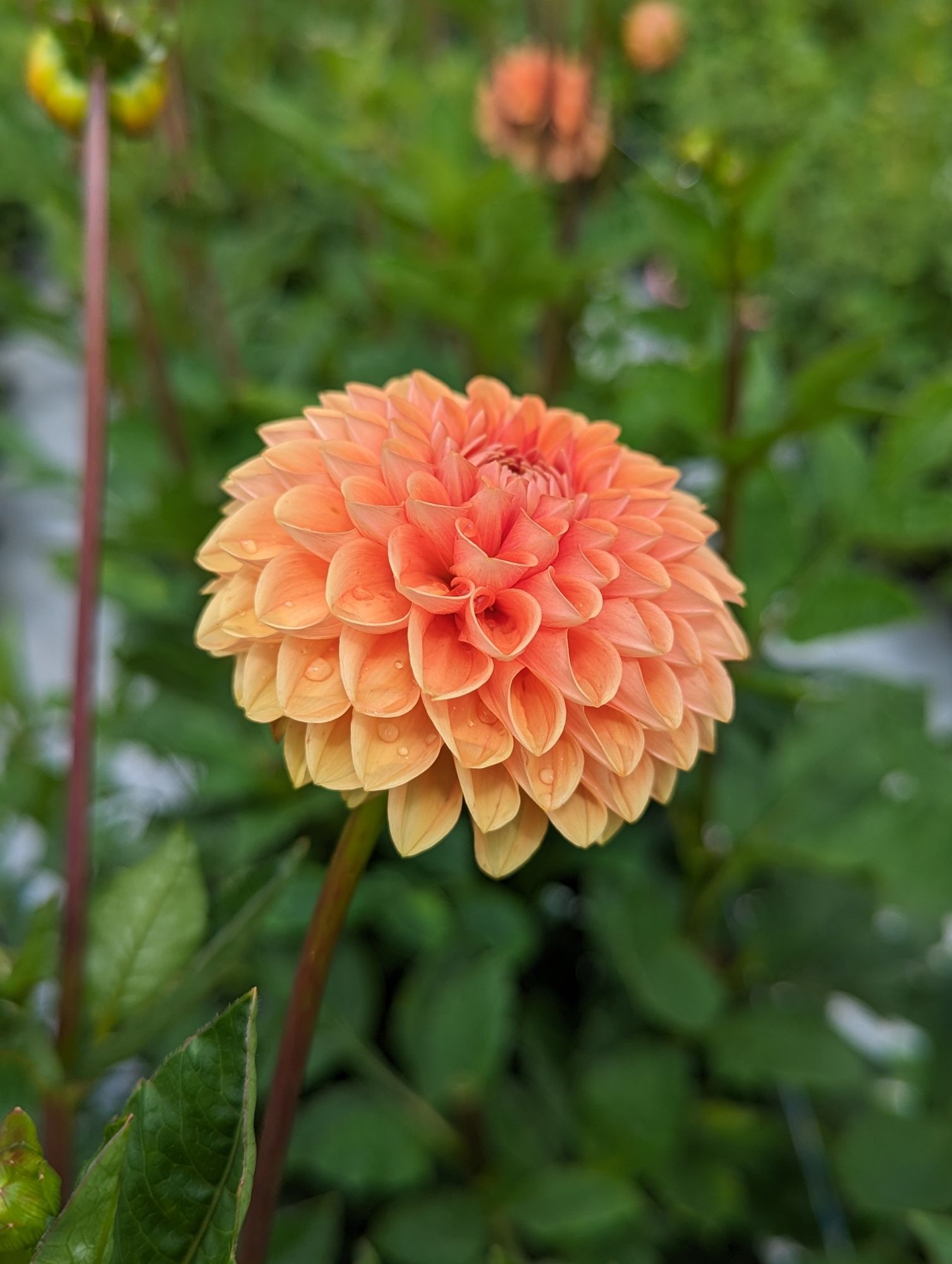 DAHLIA Sylvia