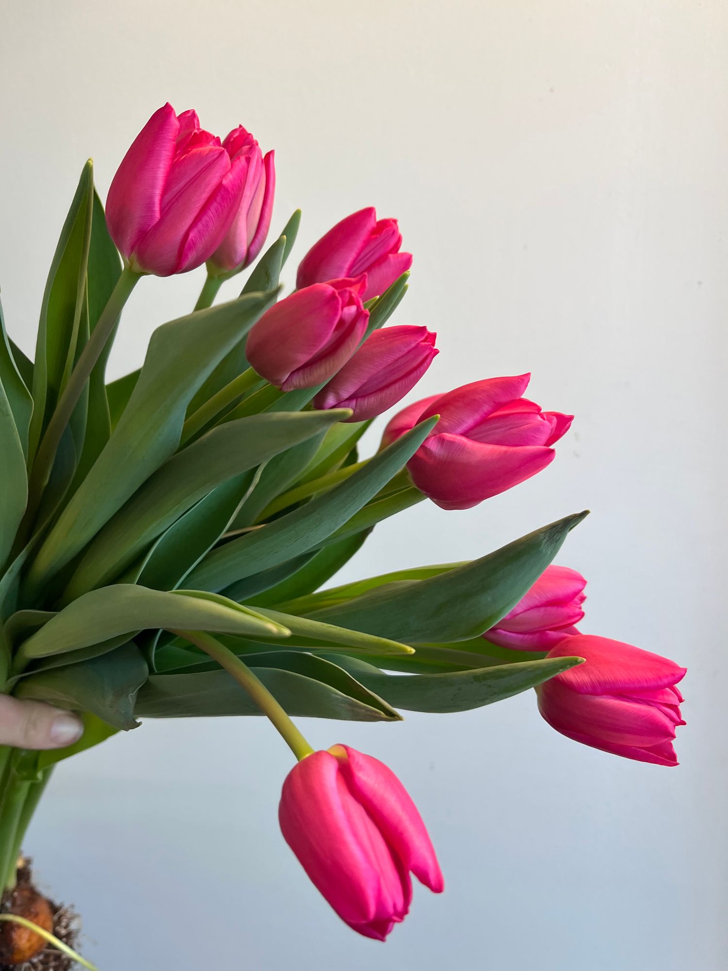 TULIPA