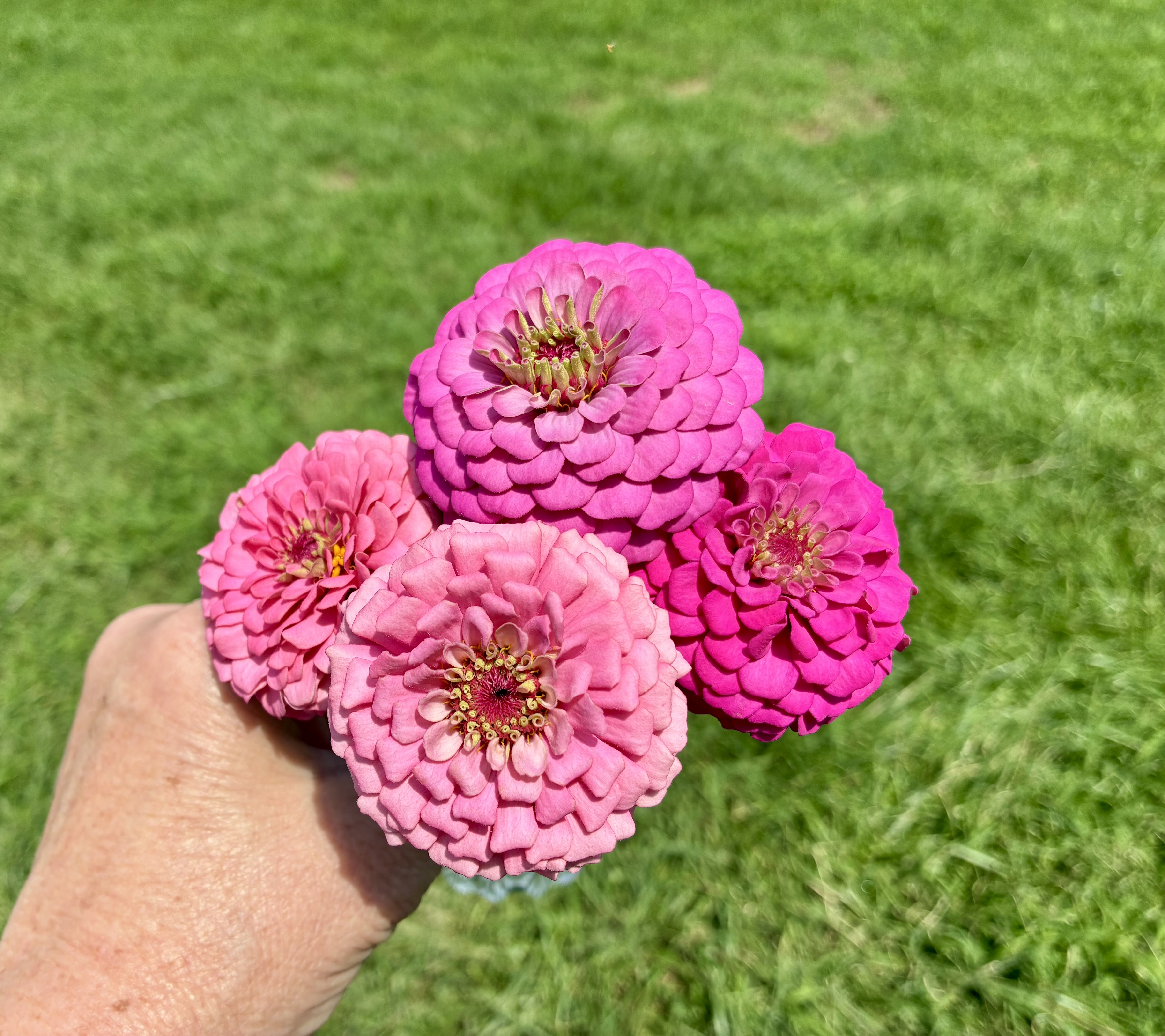 ZINNIA elegans Oklahoma Series