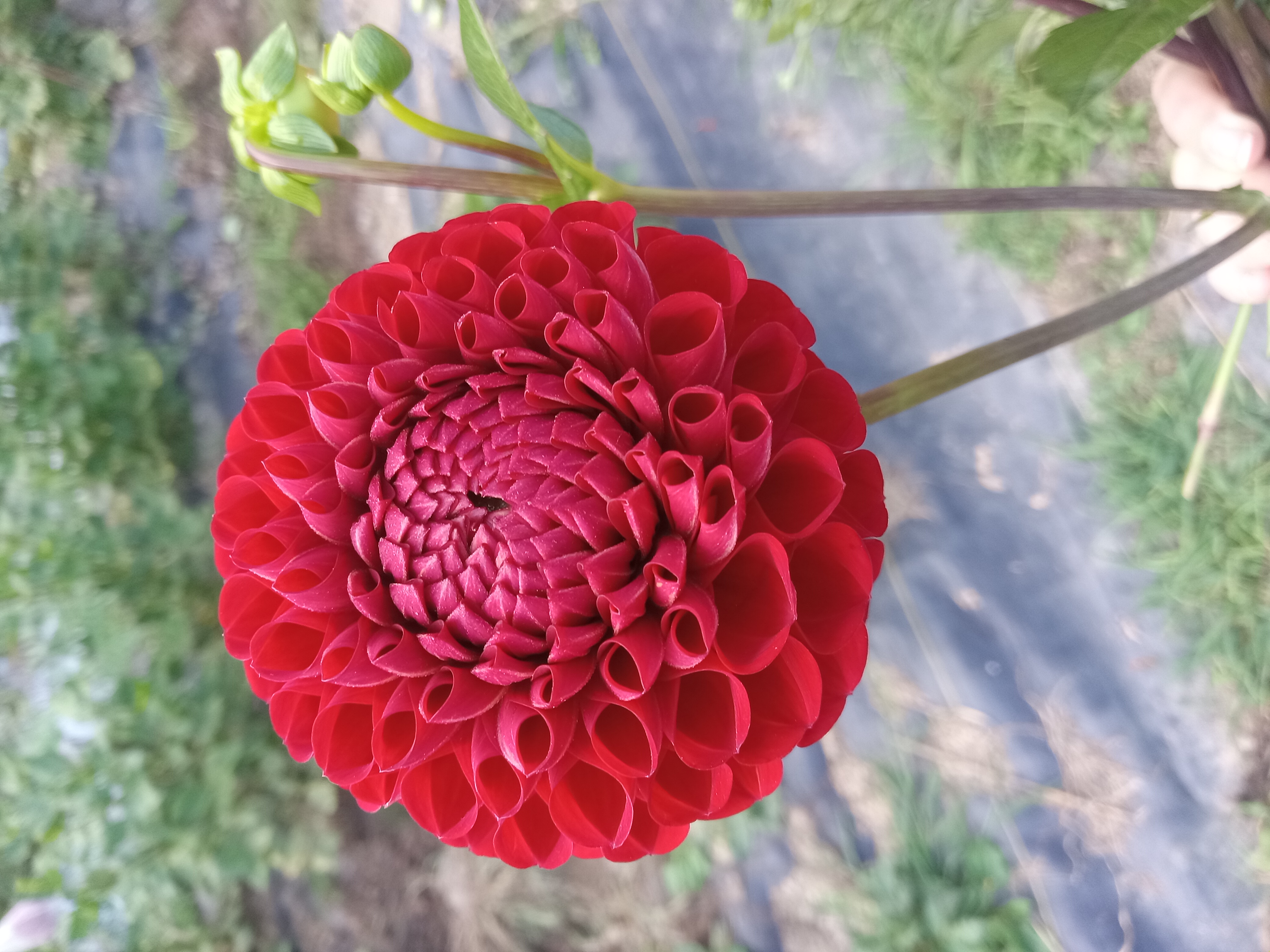 DAHLIA Cornel