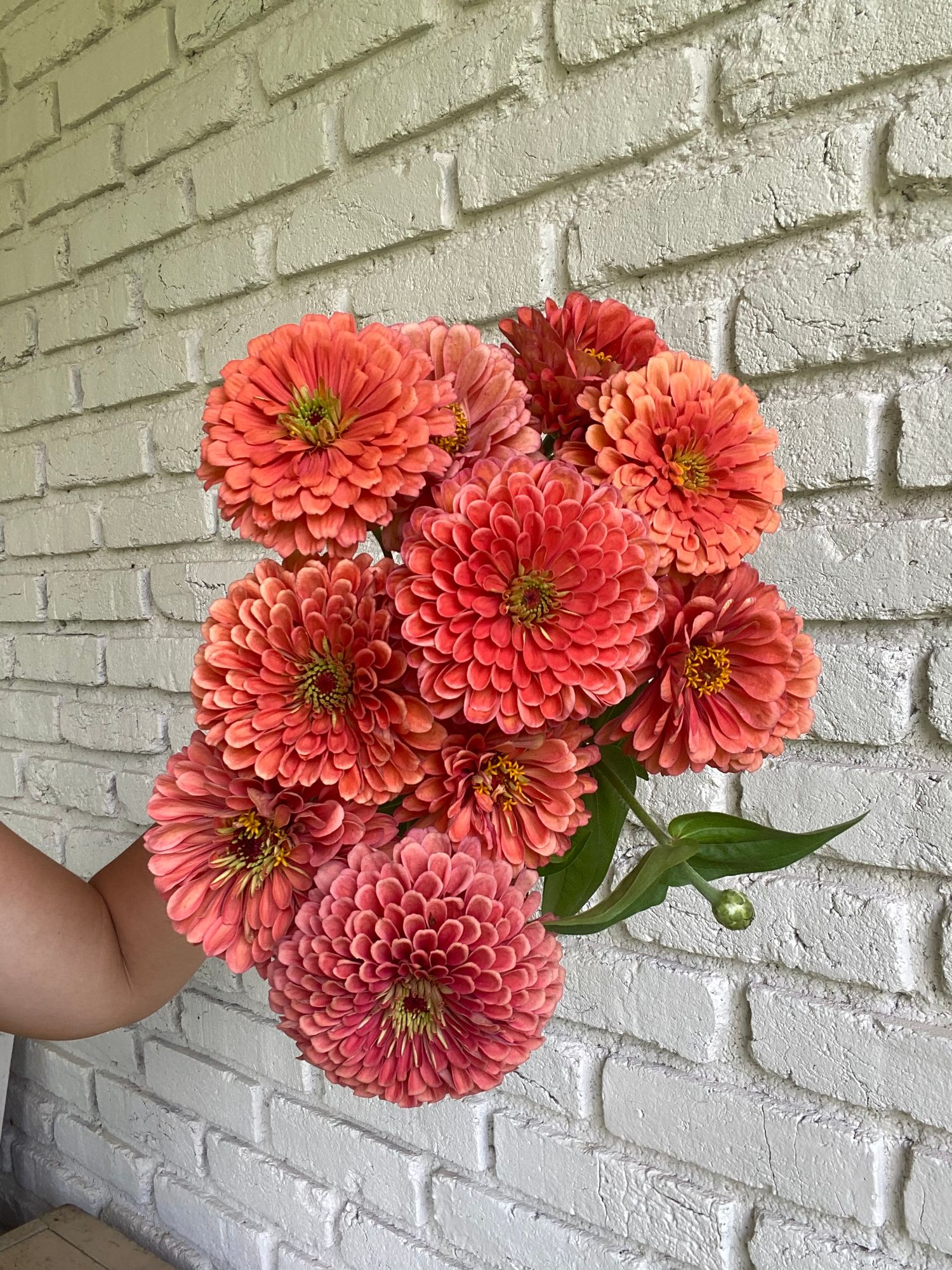 ZINNIA elegans Benarys Giant