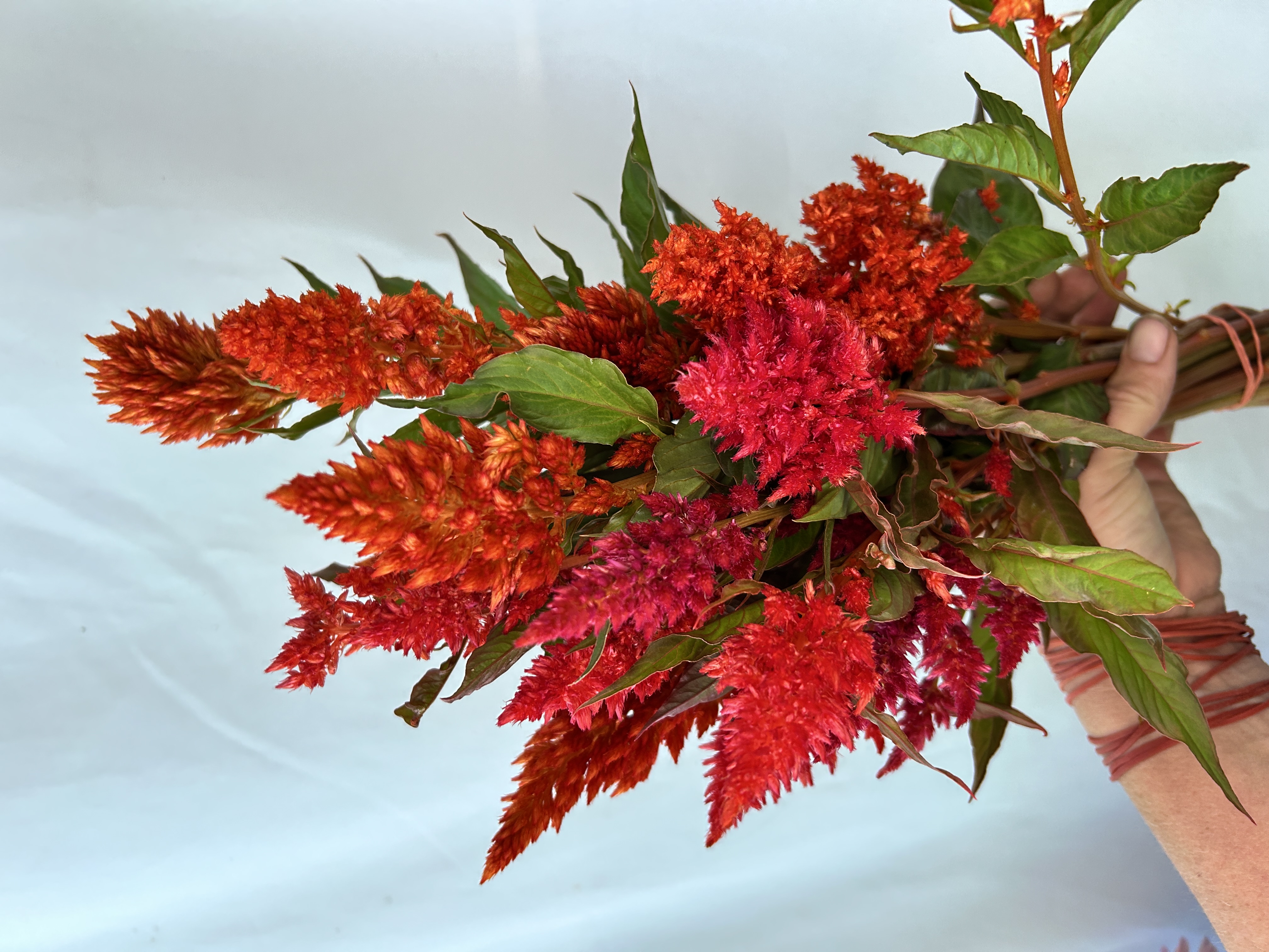 CELOSIA argentea plumosa Glowing Embers