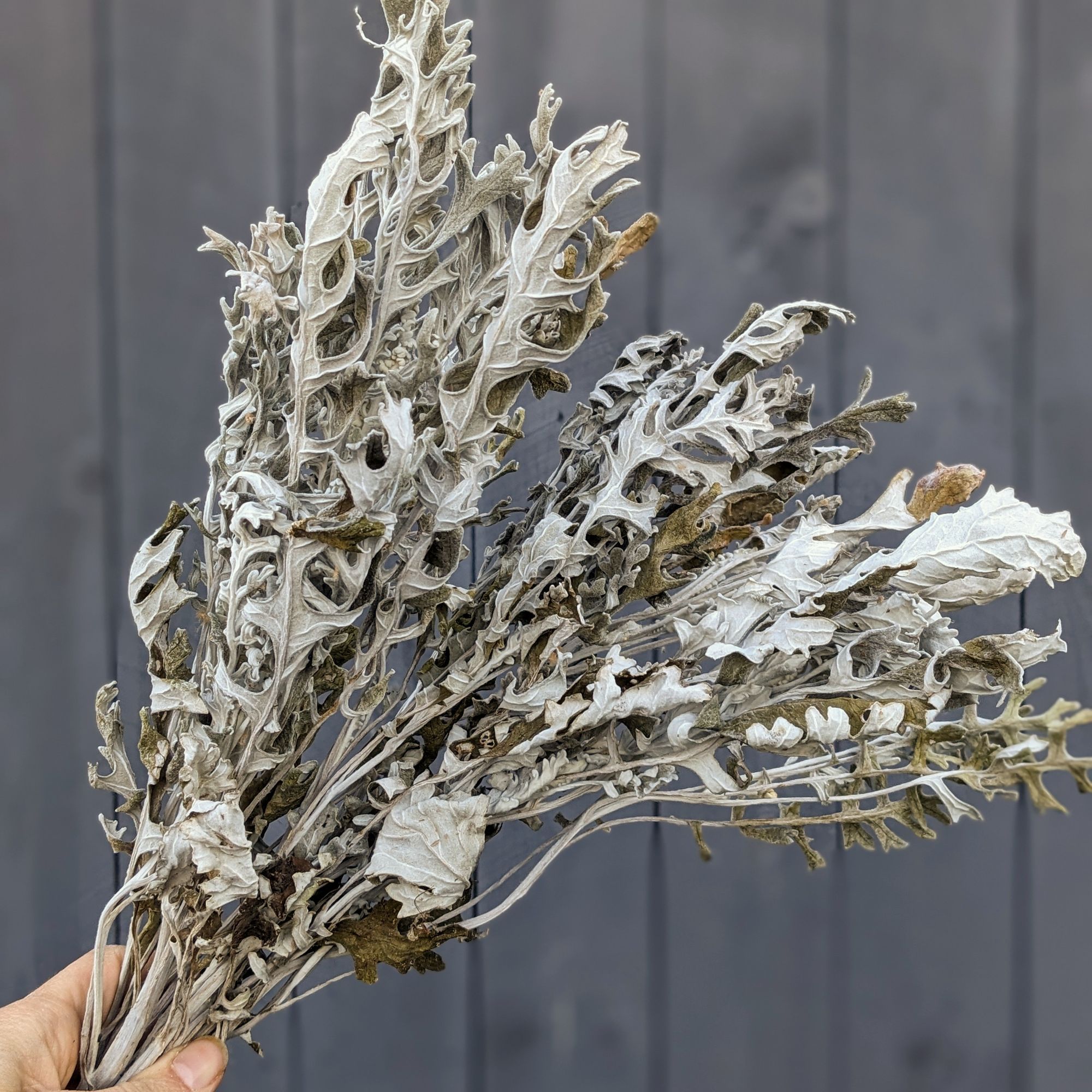 SENECIO cineraria Candicans