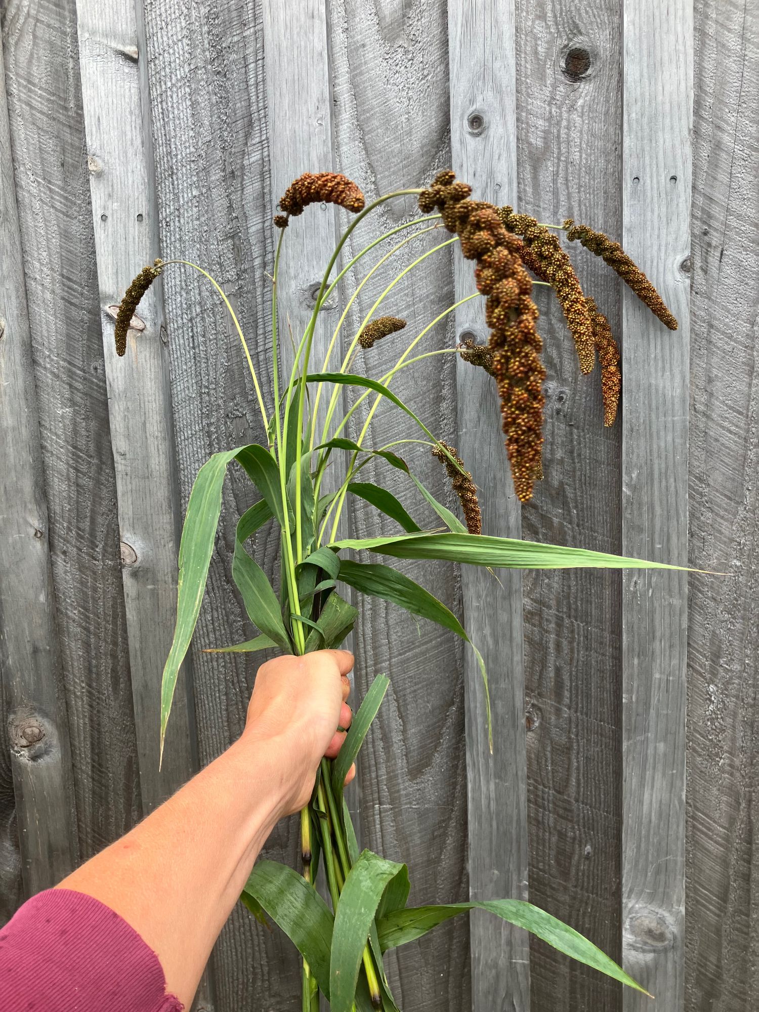 SETARIA italica Highlander