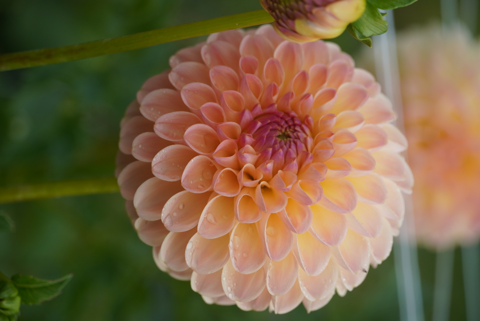 DAHLIA