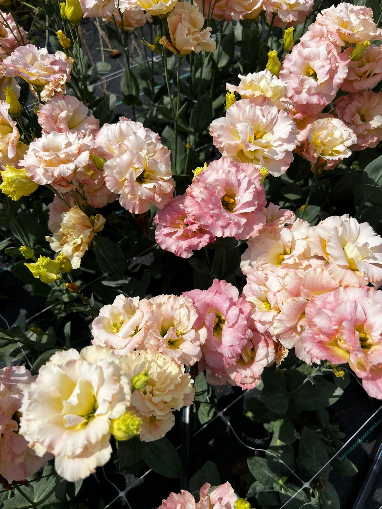 EUSTOMA grandiflorum