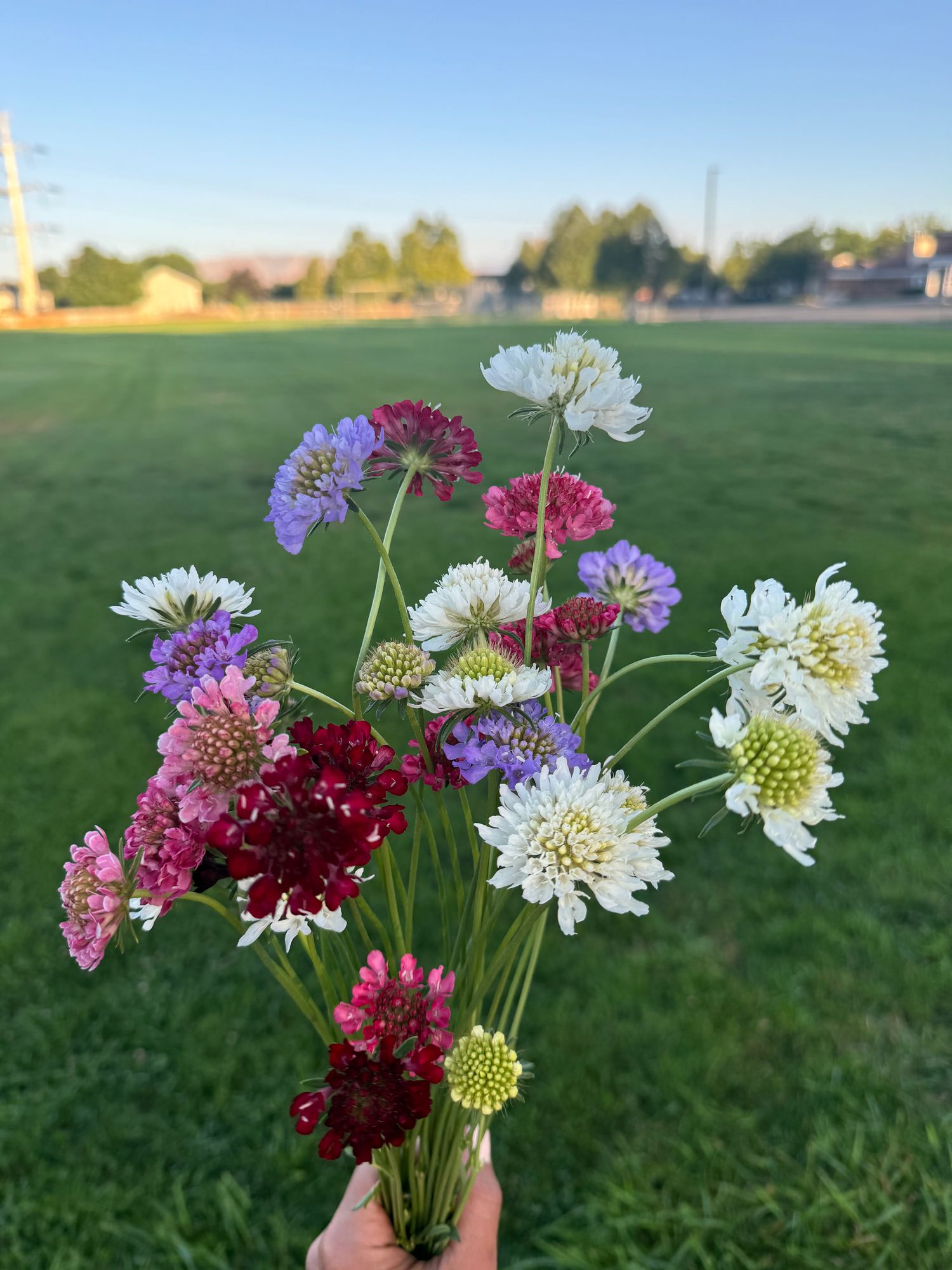 SCABIOSA atropurpurea Triple Berry