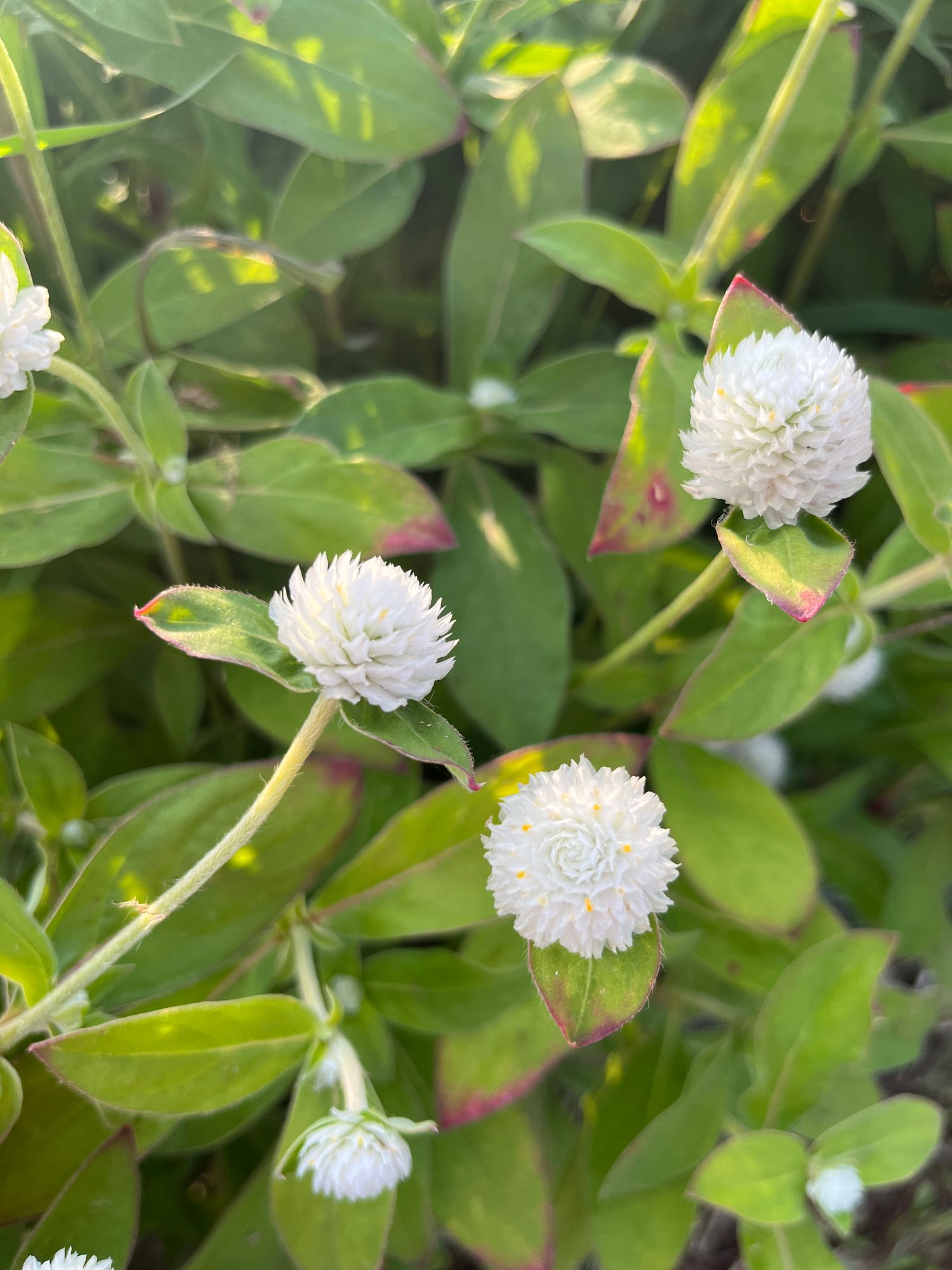 GOMPHRENA globosa Audray