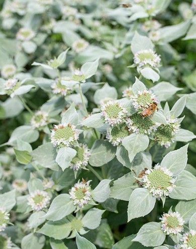 PYCNANTHEMUM pilosum