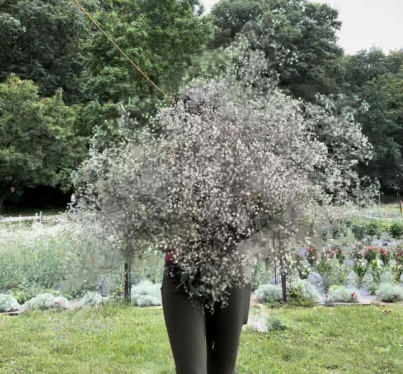 GYPSOPHILA paniculata