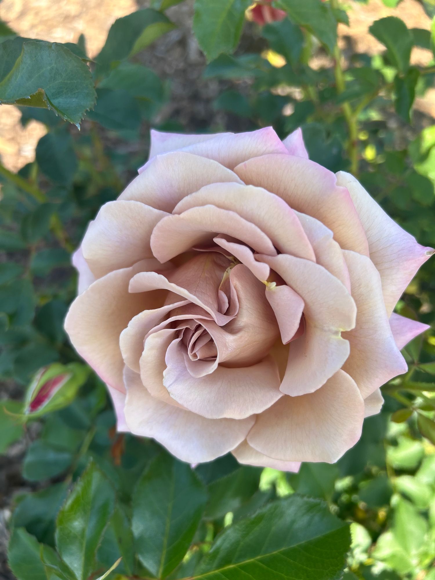 ROSA hybrida Koko Loco