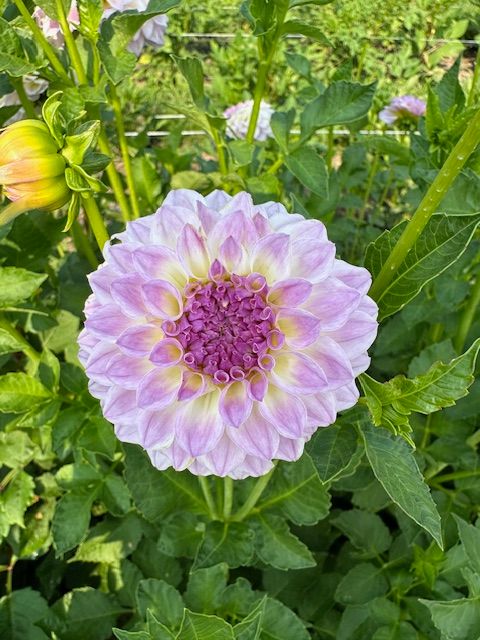 DAHLIA Eveline