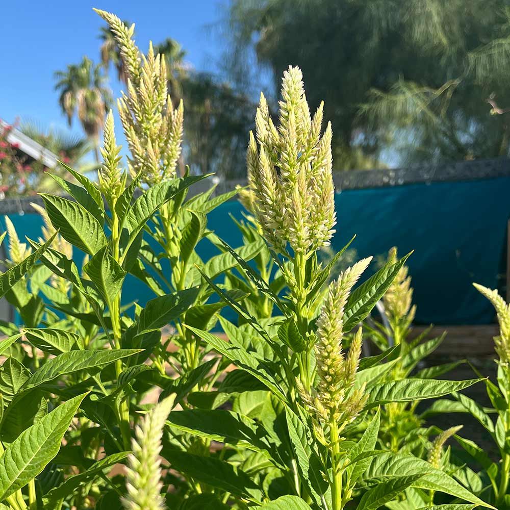 CELOSIA argentea var. plumosa Limonata