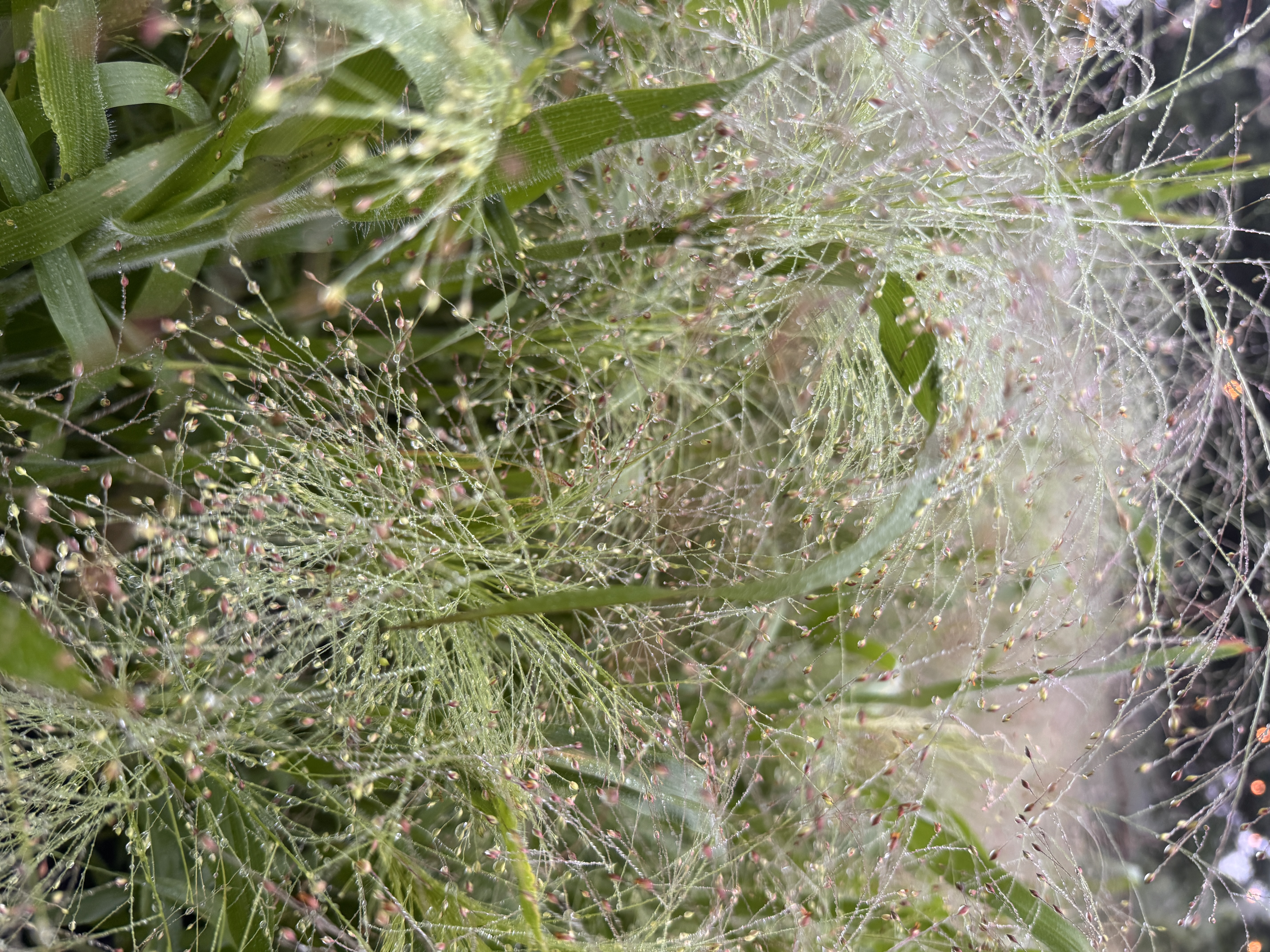 PANICUM elegans