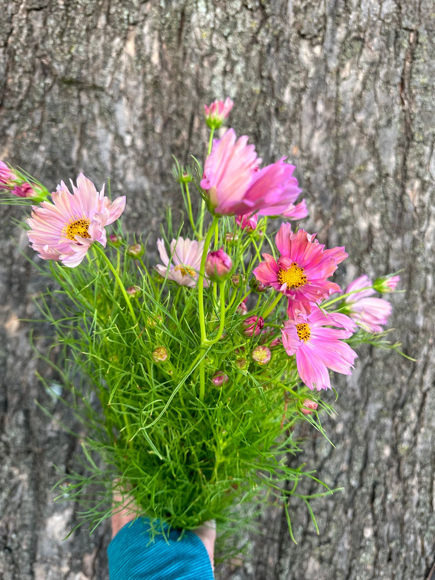 COSMOS bipinnatus Apricotta