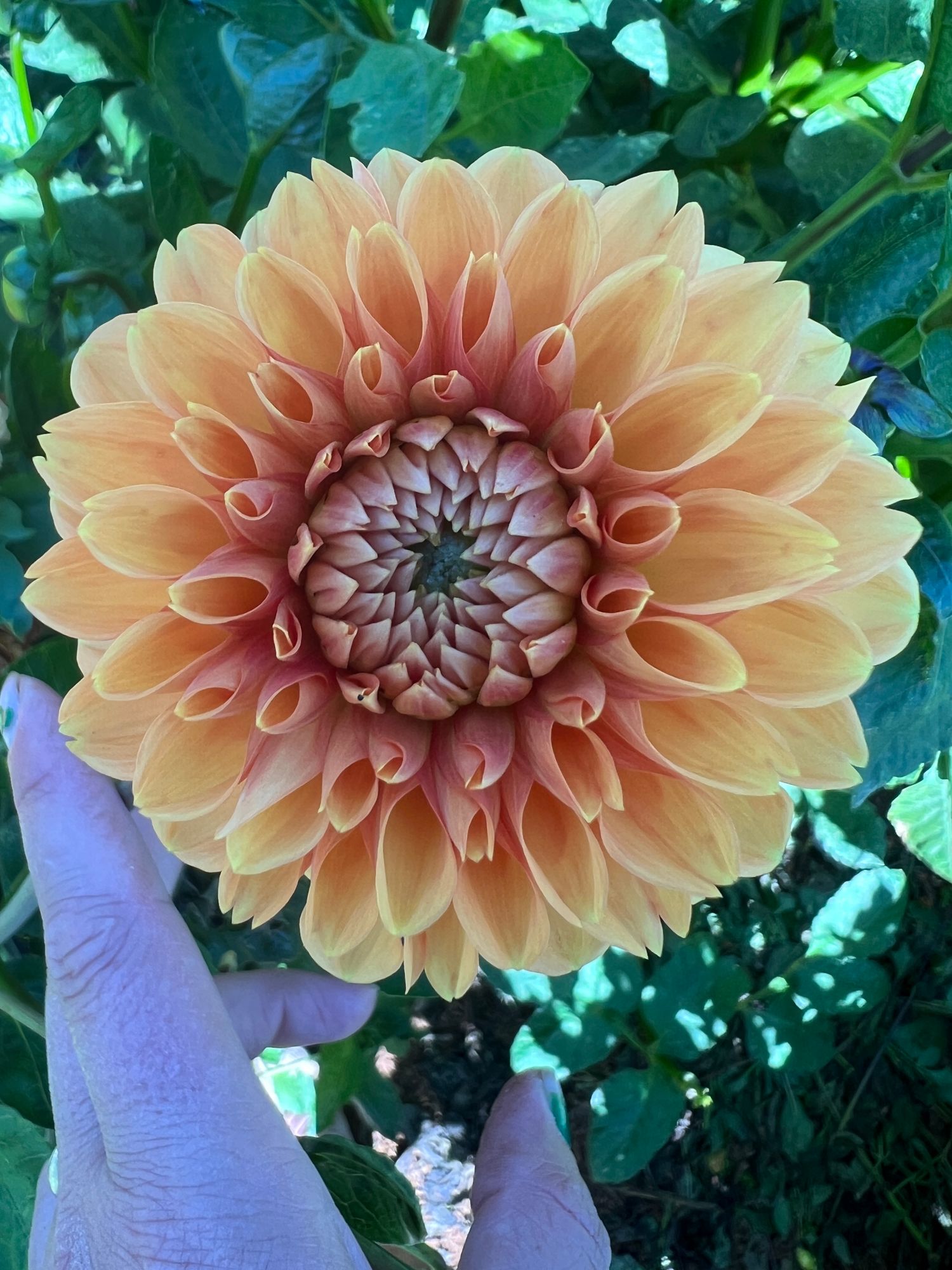 DAHLIA Maarn