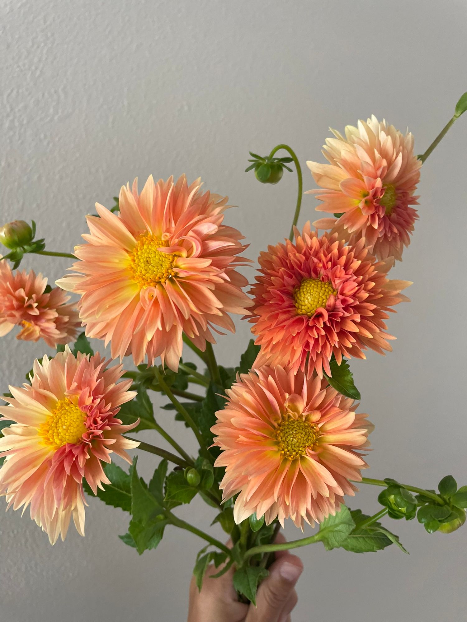 DAHLIA