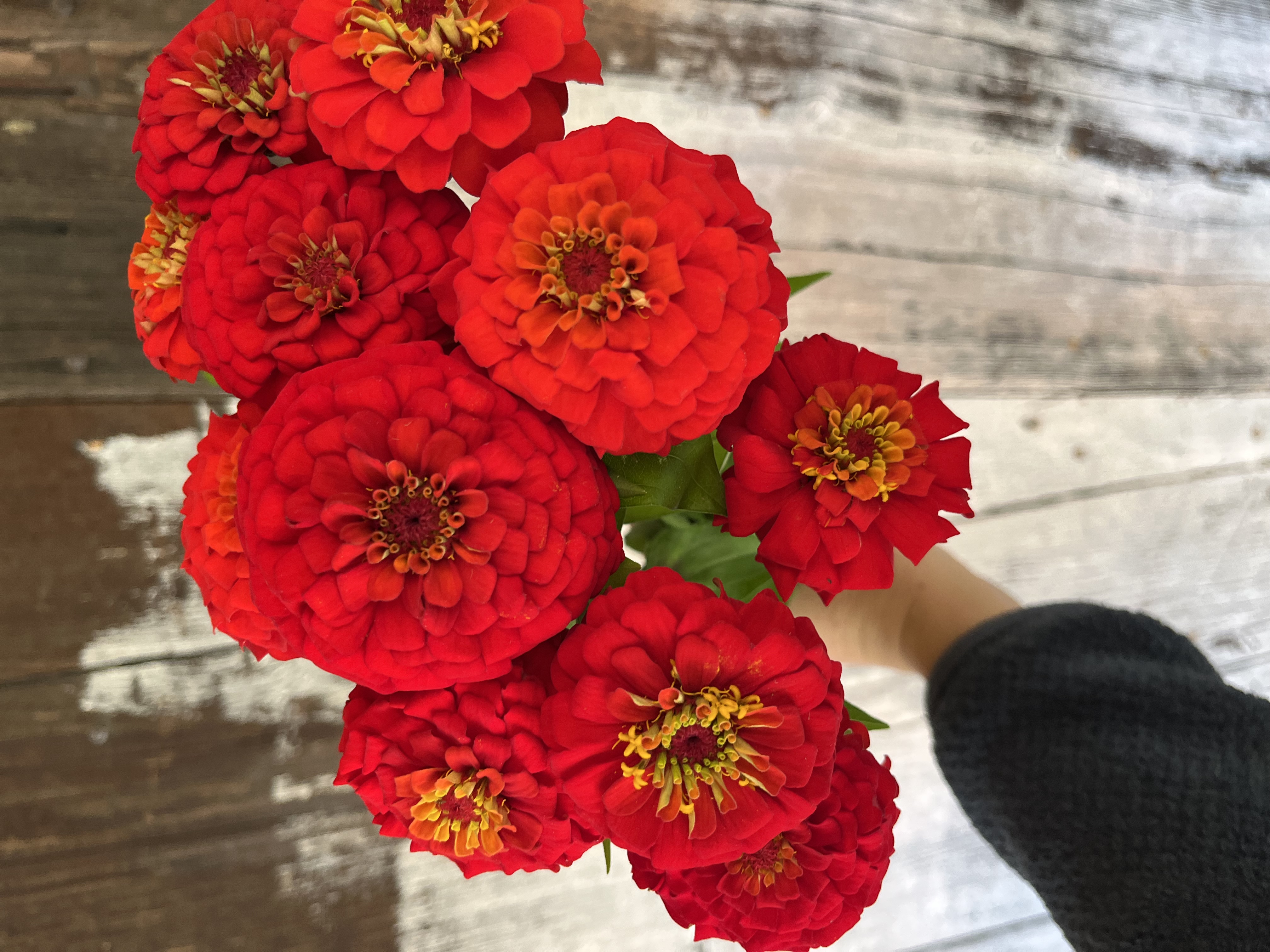 ZINNIA elegans Oklahoma Series