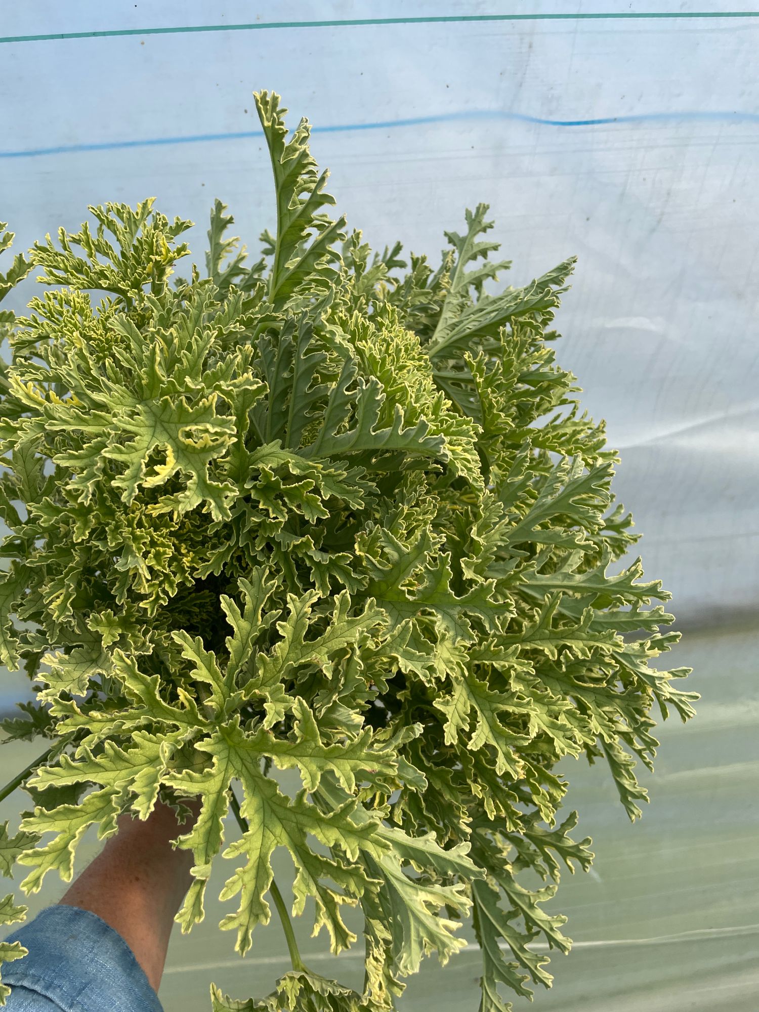 PELARGONIUM graveolens