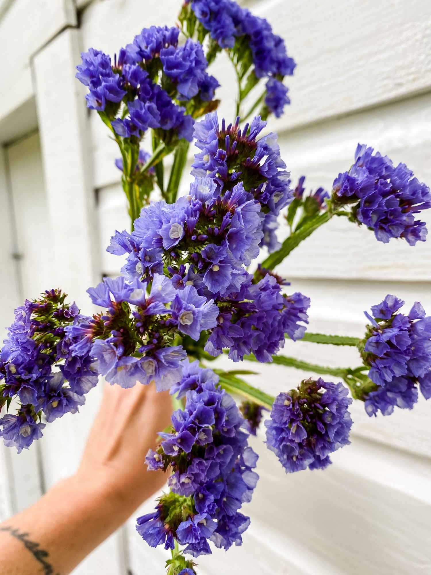 LIMONIUM sinuatum Seeker