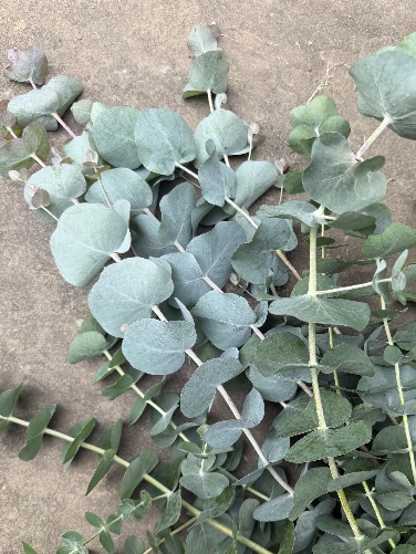 EUCALYPTUS polyanthemos
