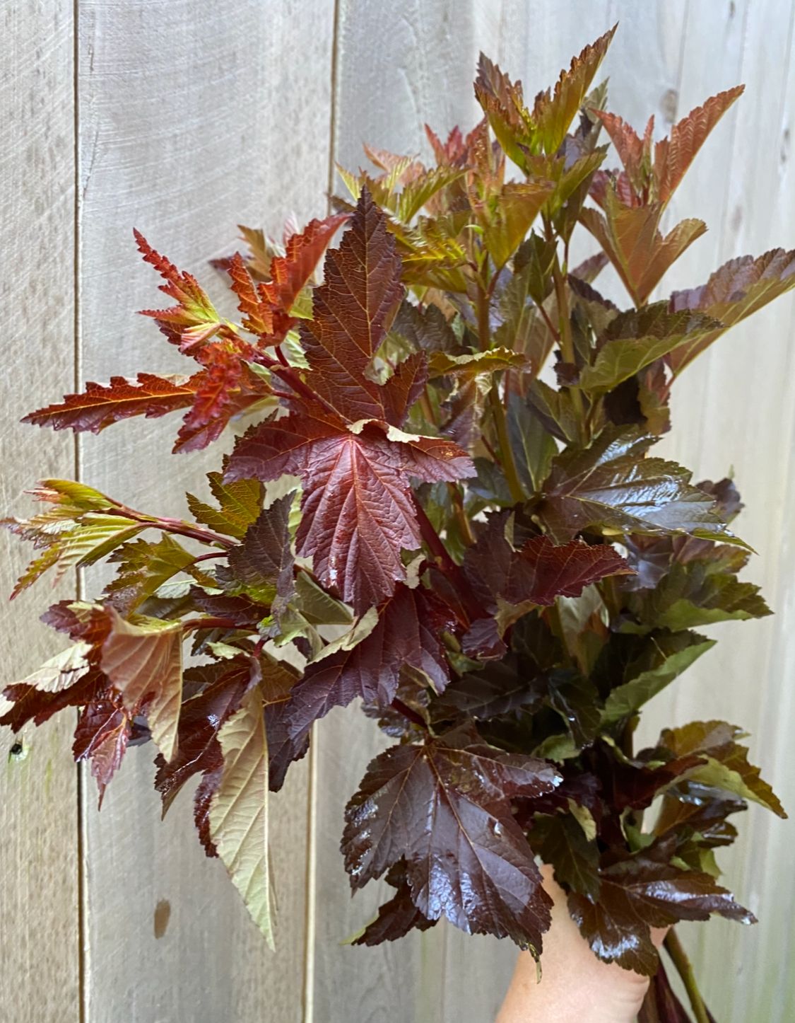 PHYSOCARPUS opulifolius Diabolo