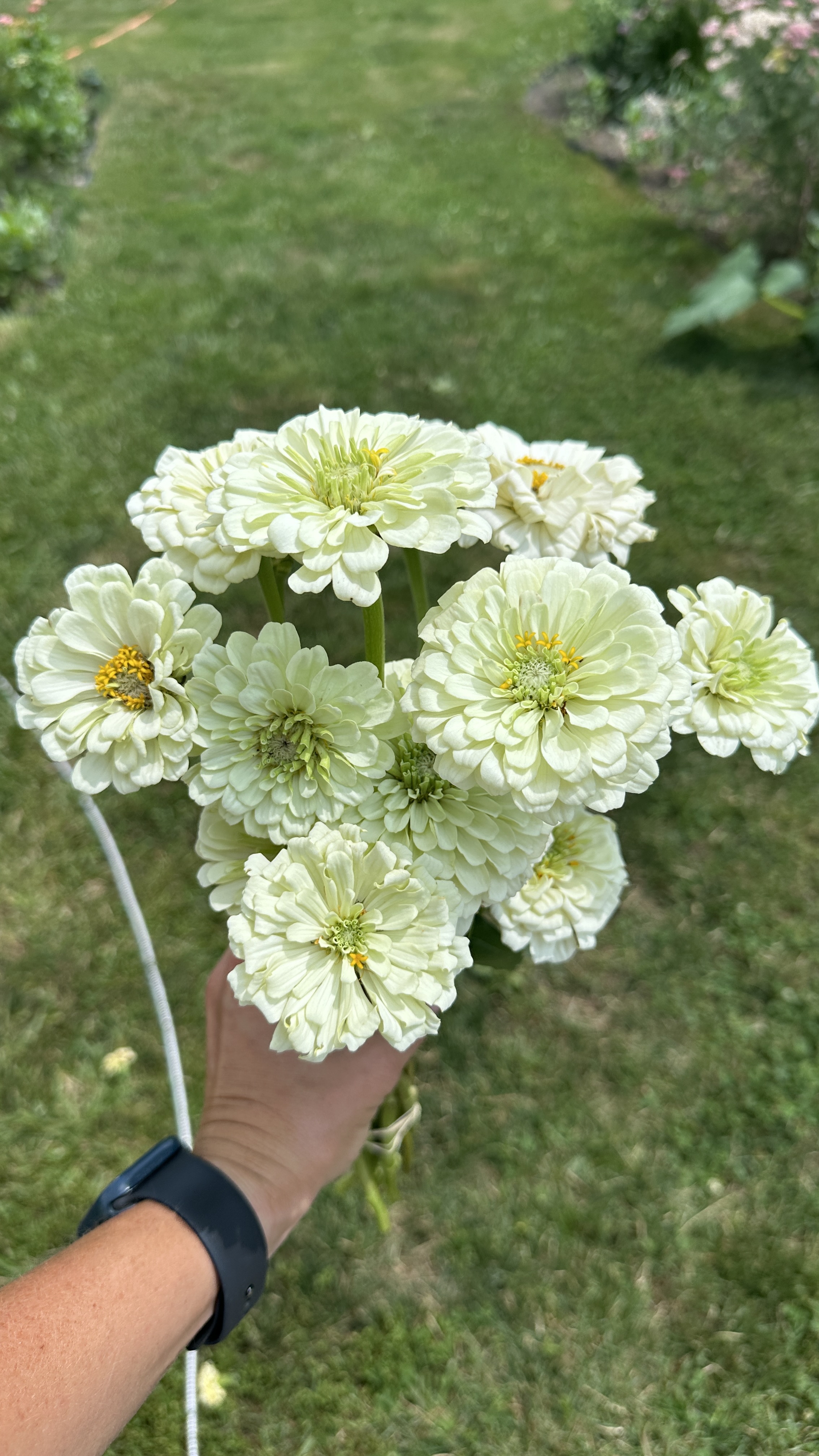 ZINNIA