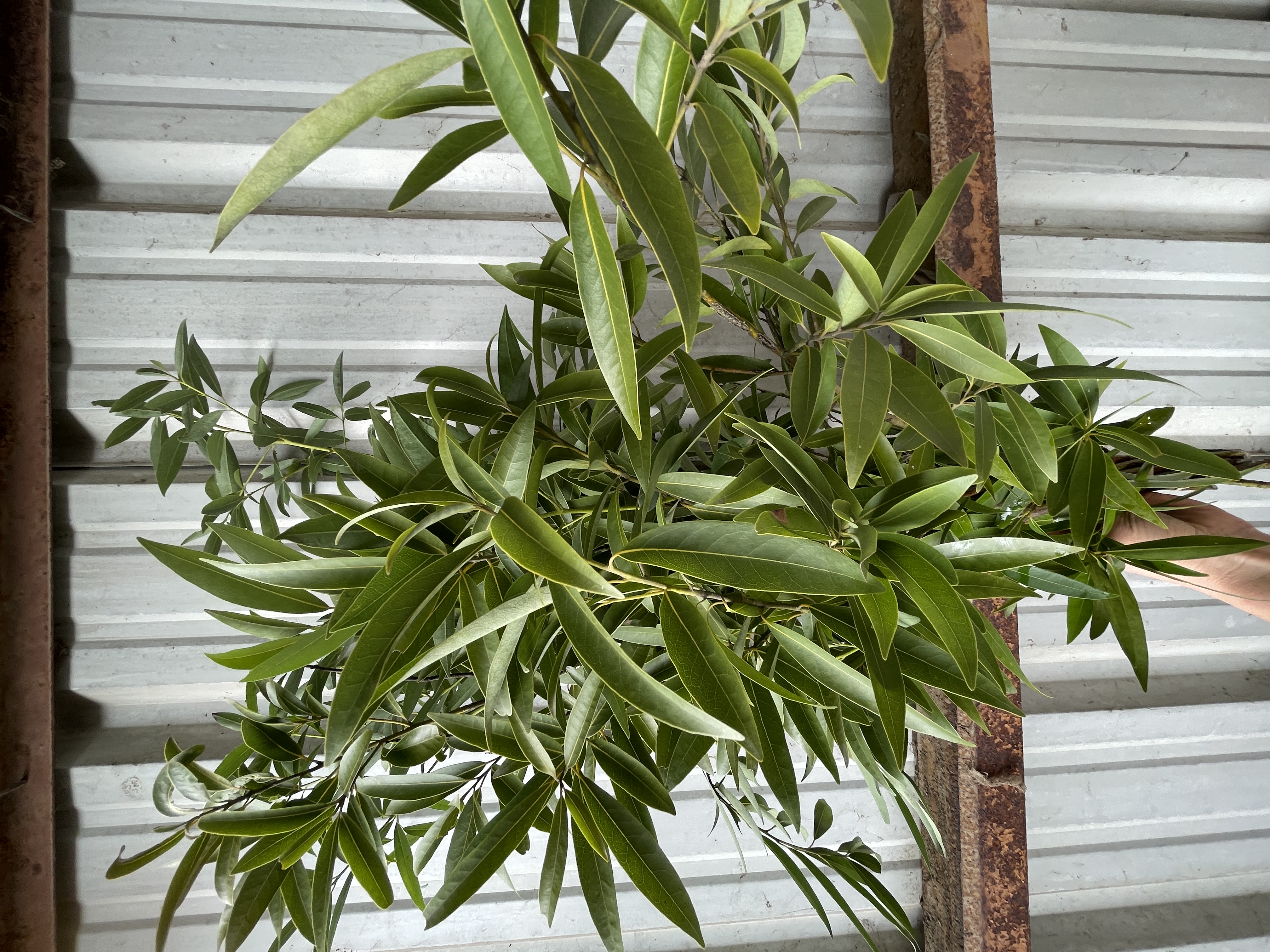 UMBELLULARIA californica