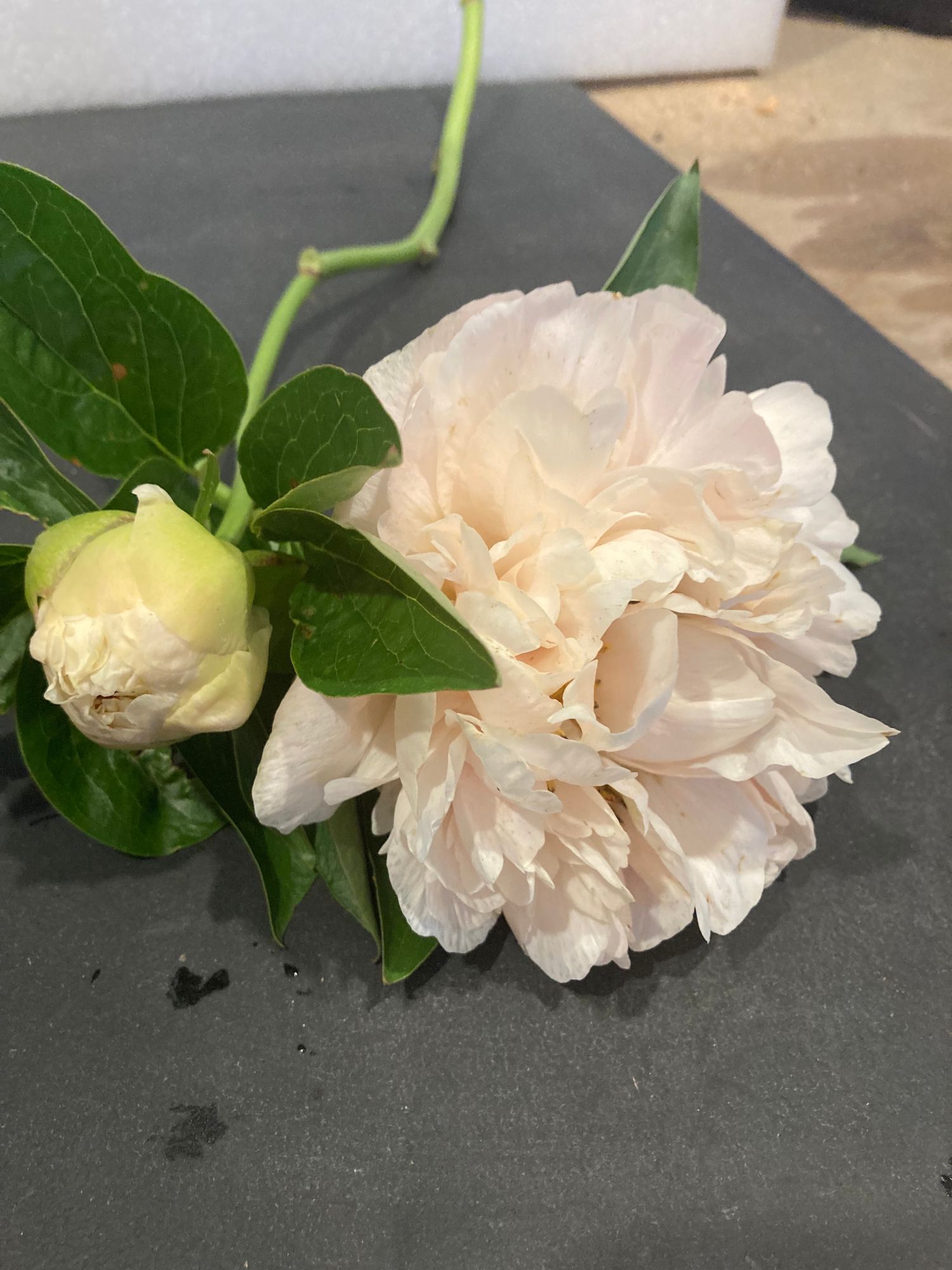 PAEONIA