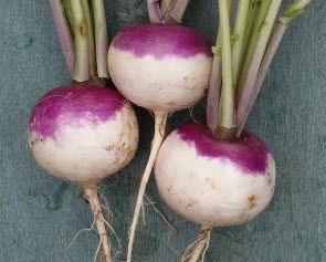 Root Vegetables: Turnip, Purple Top