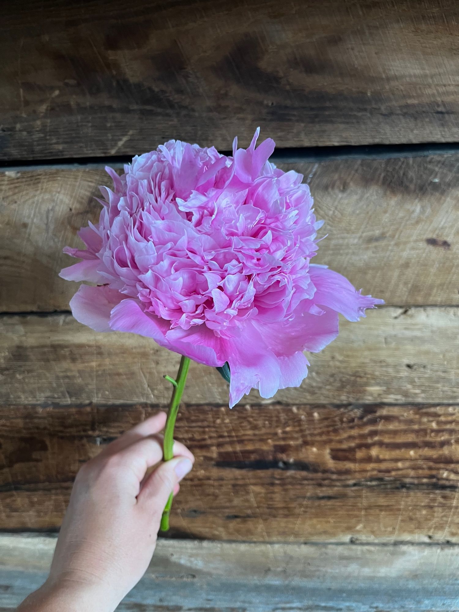 PAEONIA lactiflora Monsieur Jules Elie