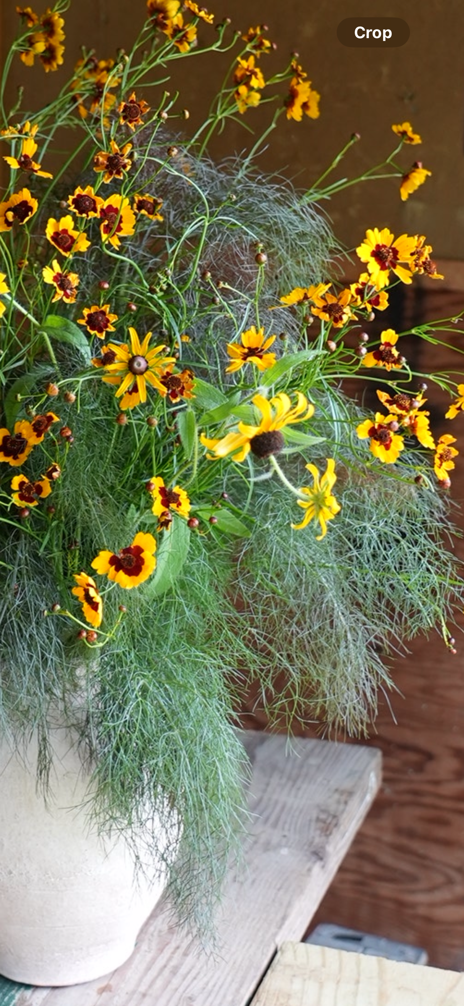 FOENICULUM vulgare