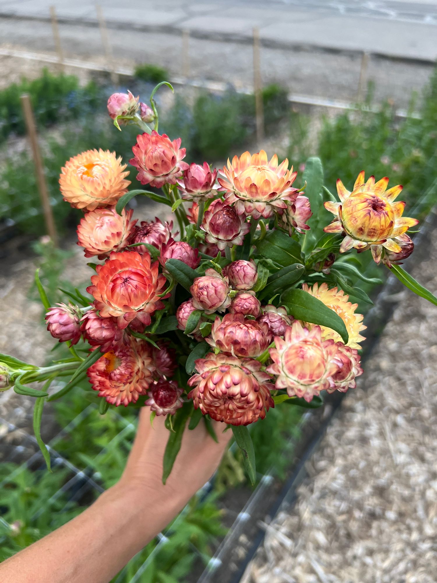 HELICHRYSUM italicum