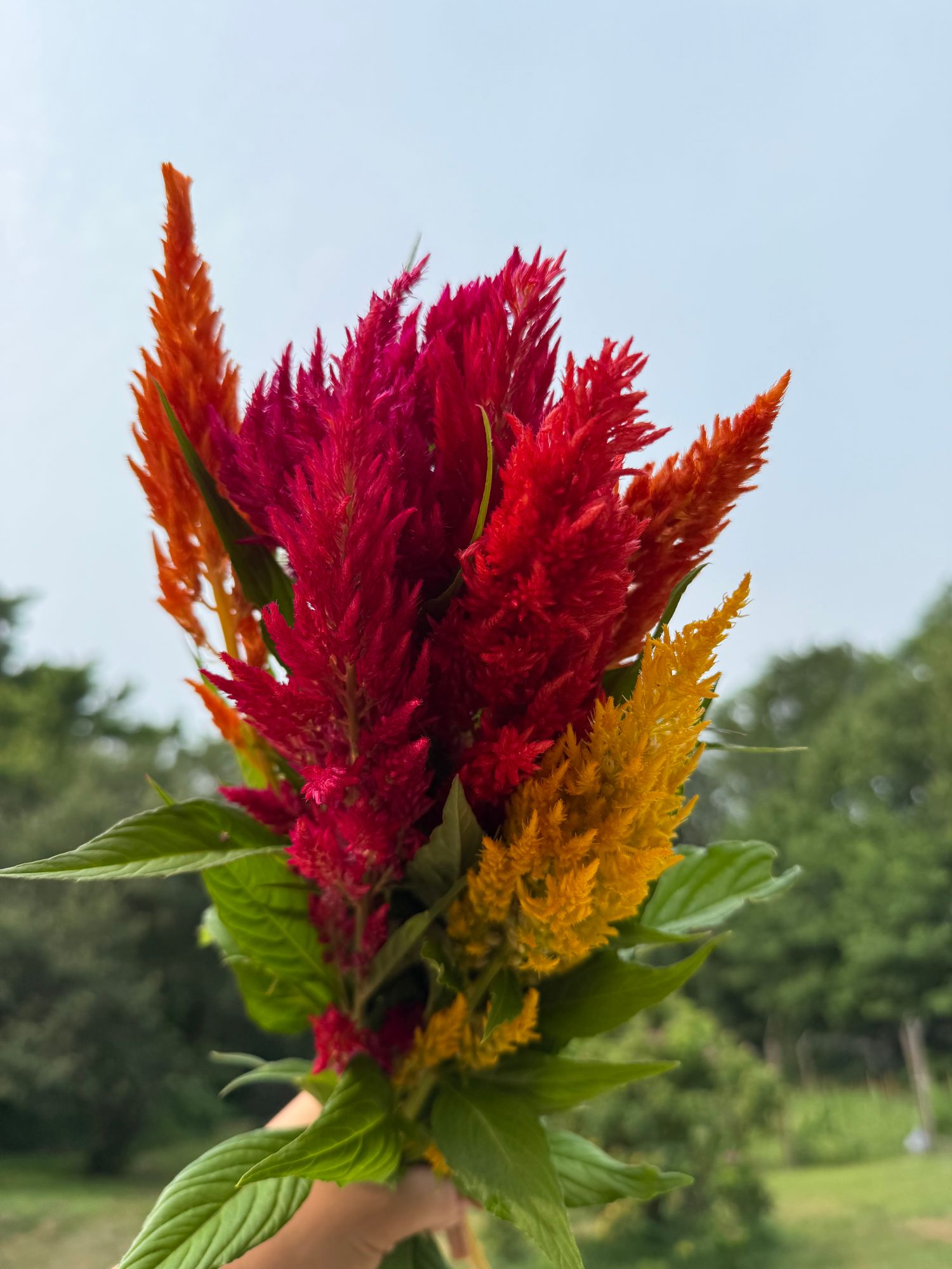 CELOSIA
