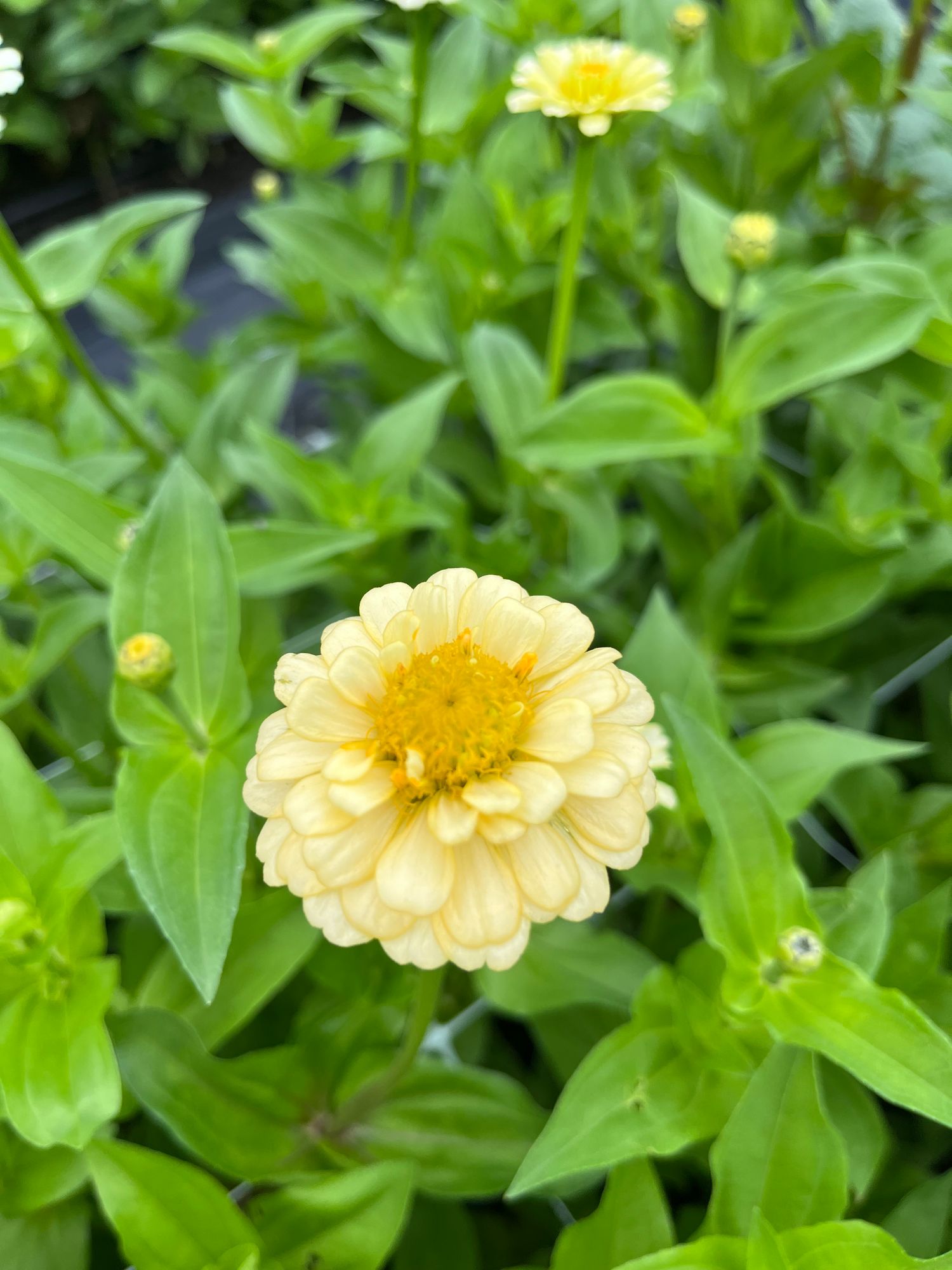 ZINNIA elegans Oklahoma Ivory