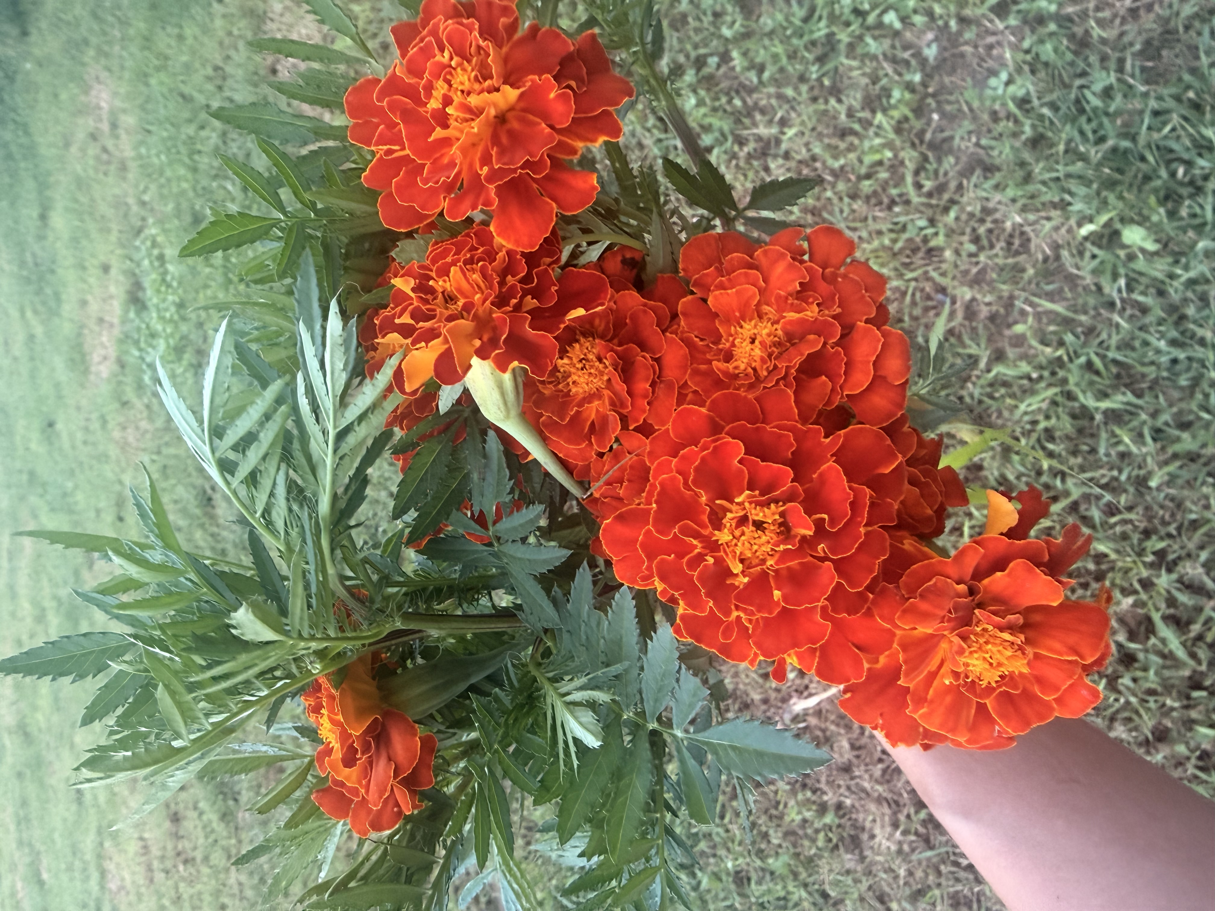 TAGETES patula