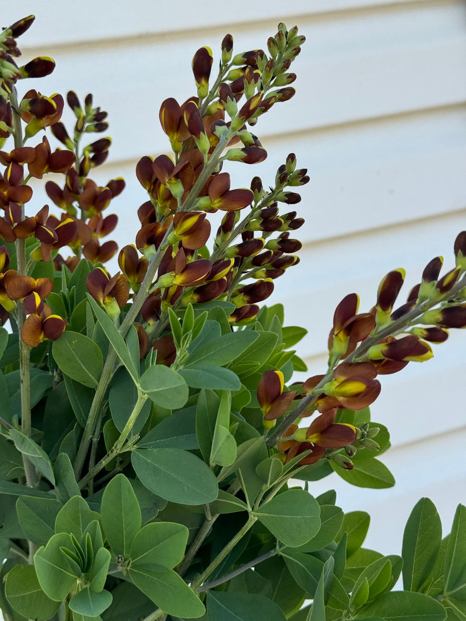 BAPTISIA australis