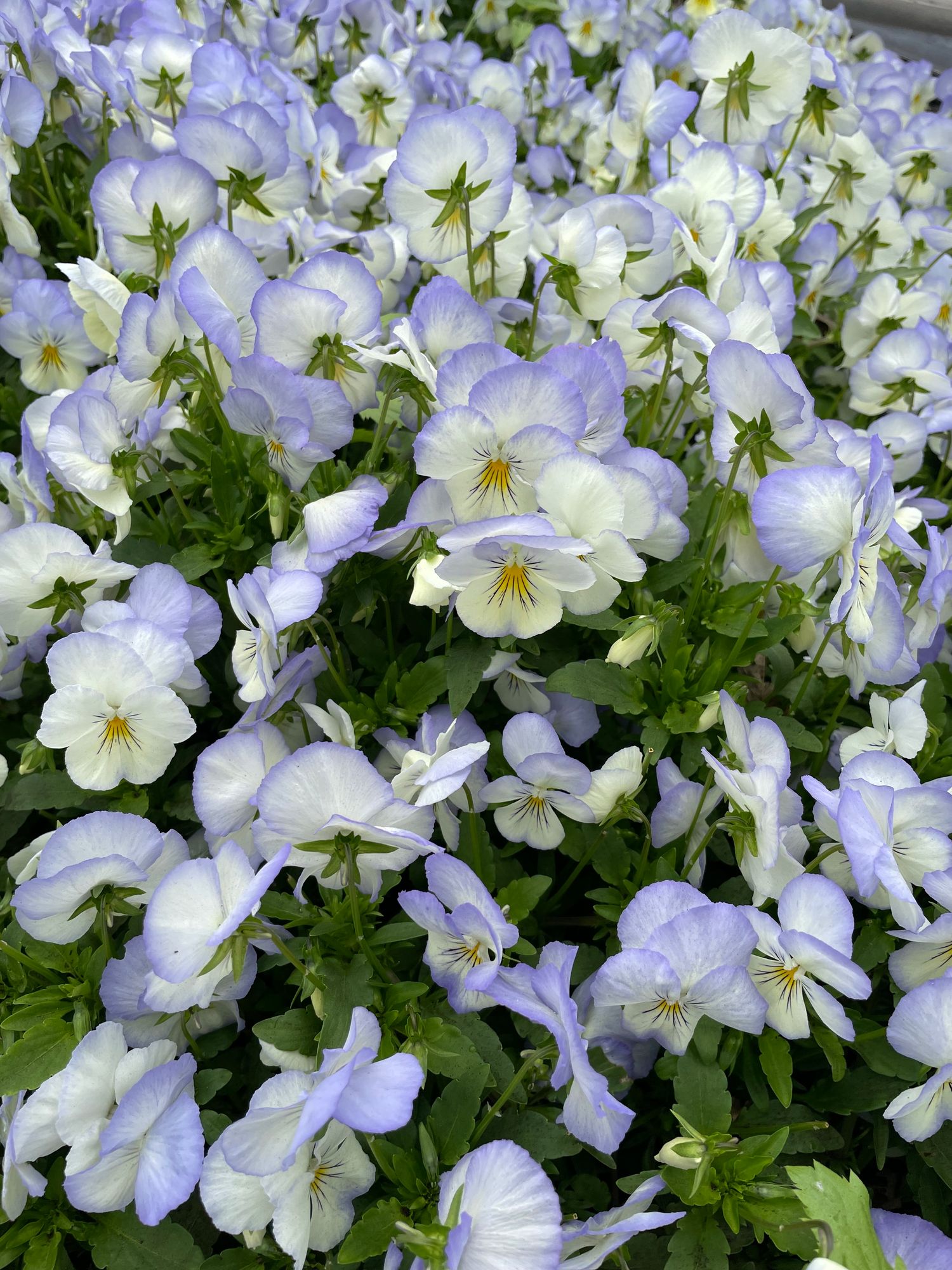 VIOLA x wittrockiana Cool Wave Frost