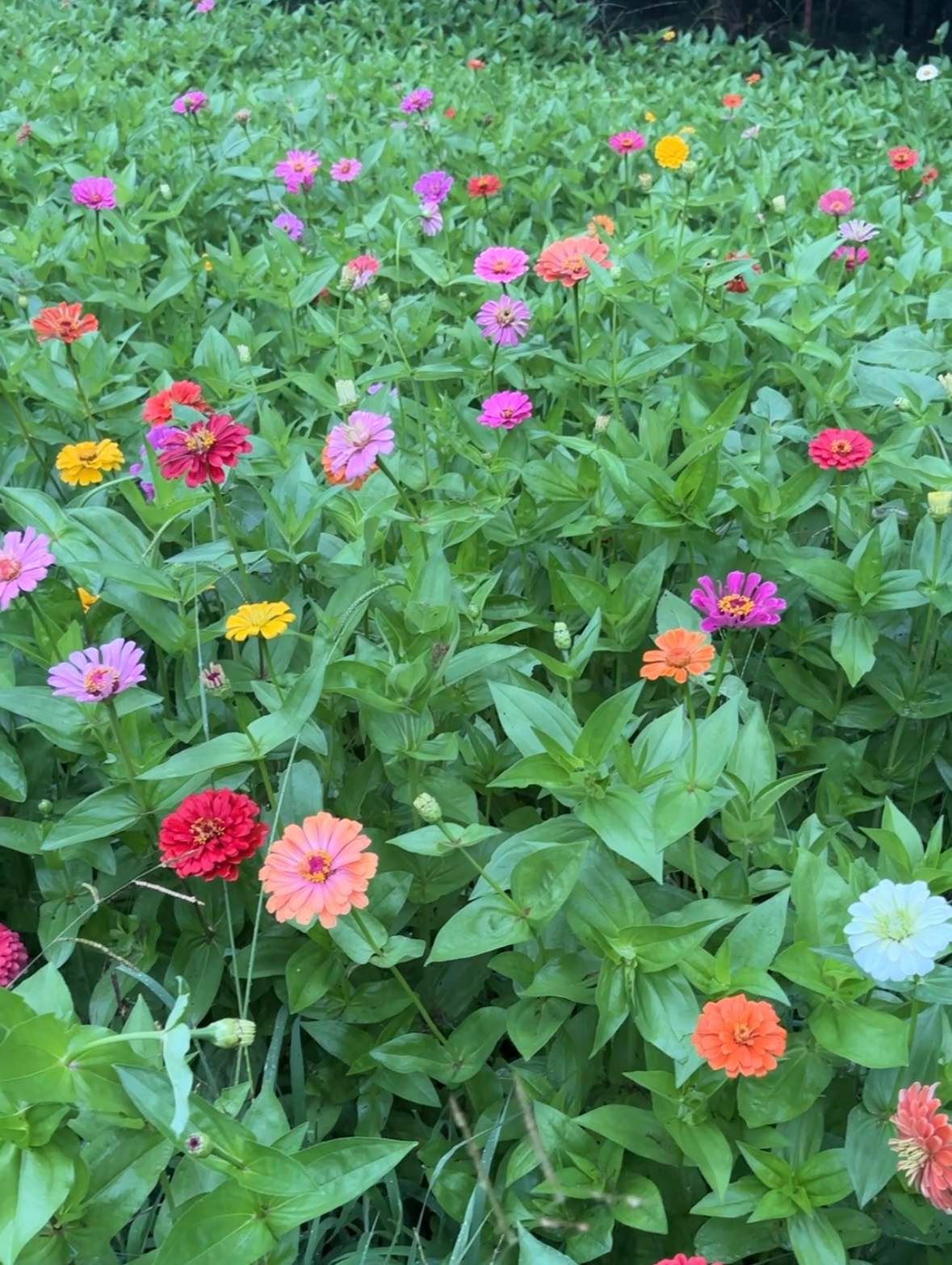 ZINNIA elegans Benarys Giant
