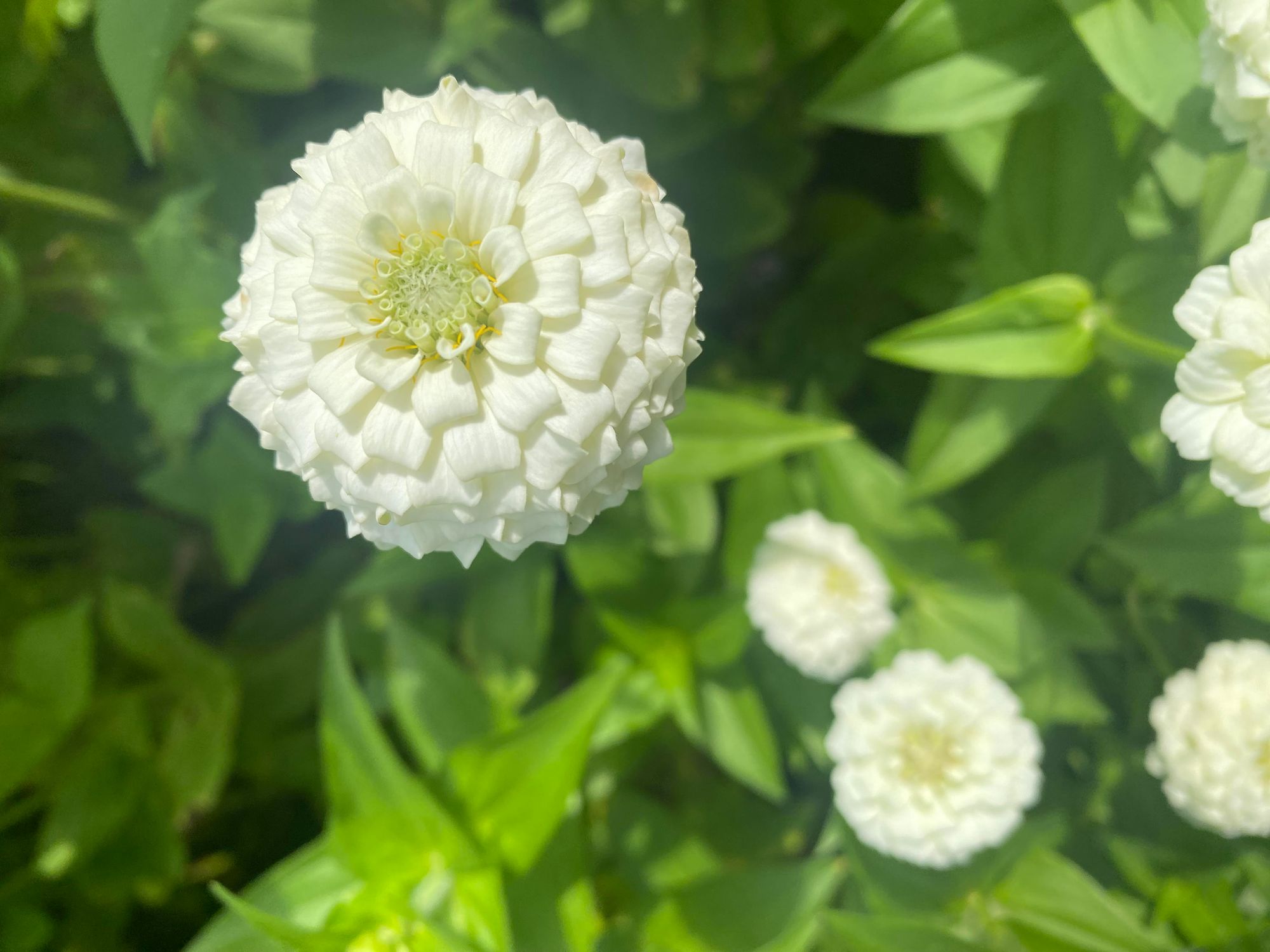 ZINNIA elegans Oklahoma Series