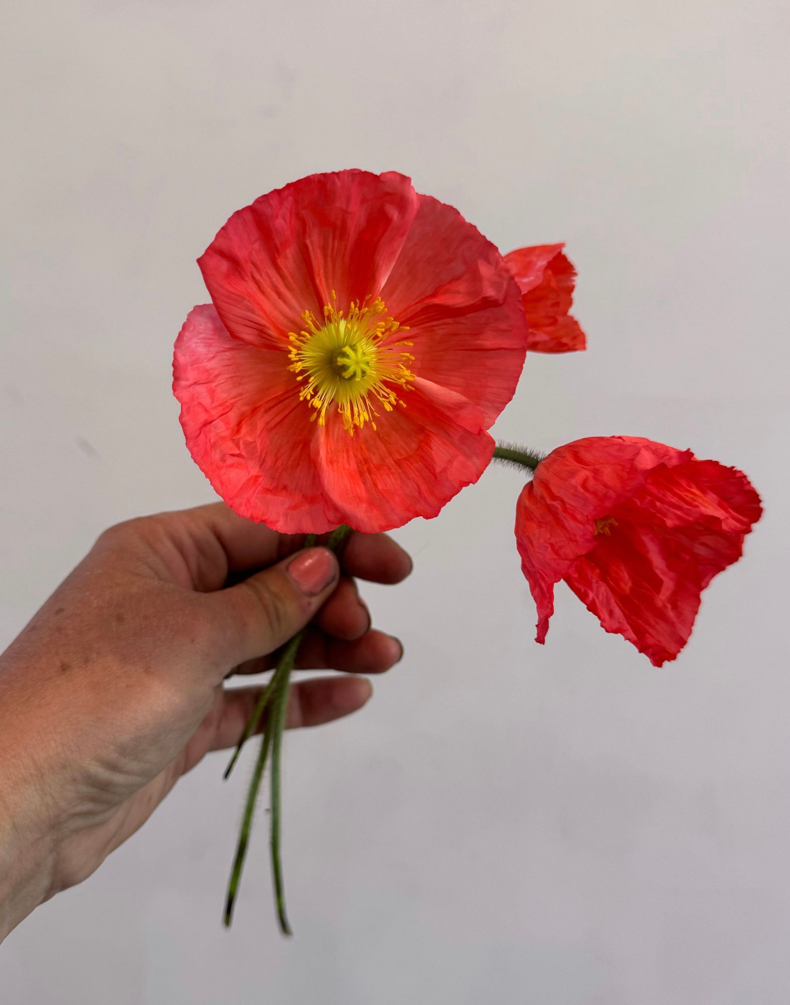 PAPAVER nudicaule Champagne Bubbles