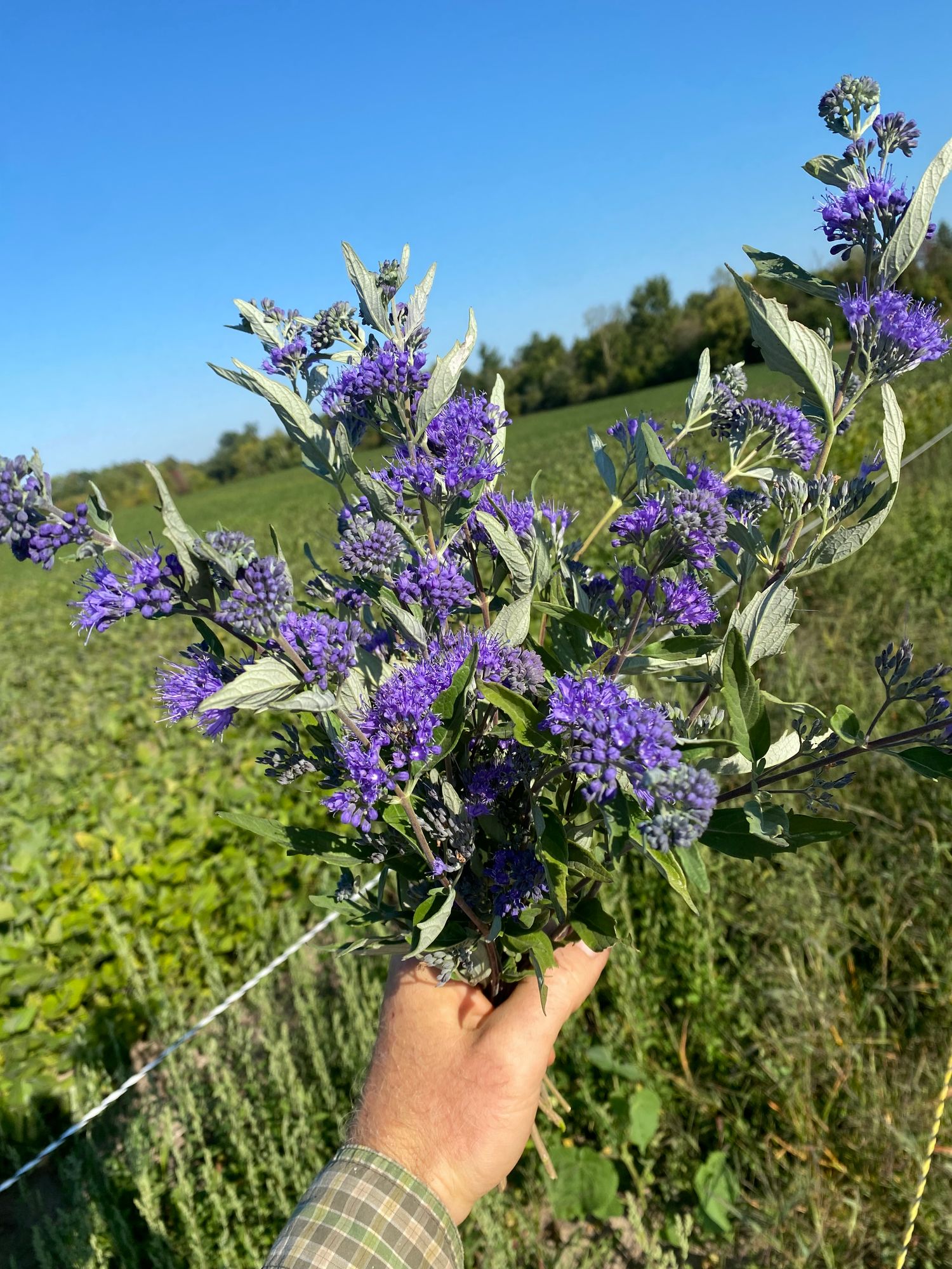 CARYOPTERIS x clandonensis Dark Knight