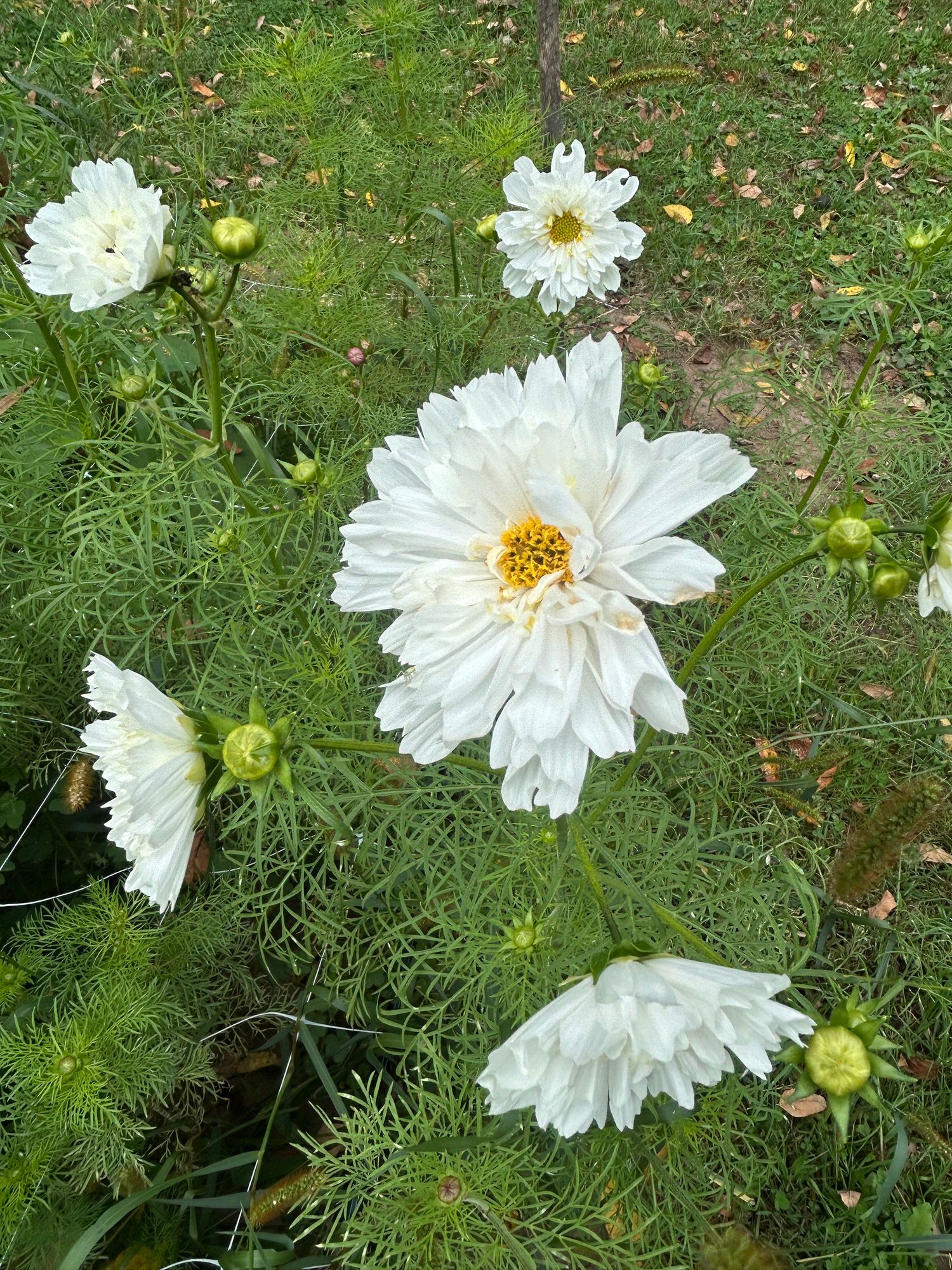 COSMOS bipinnatus Double Click Snow Puff